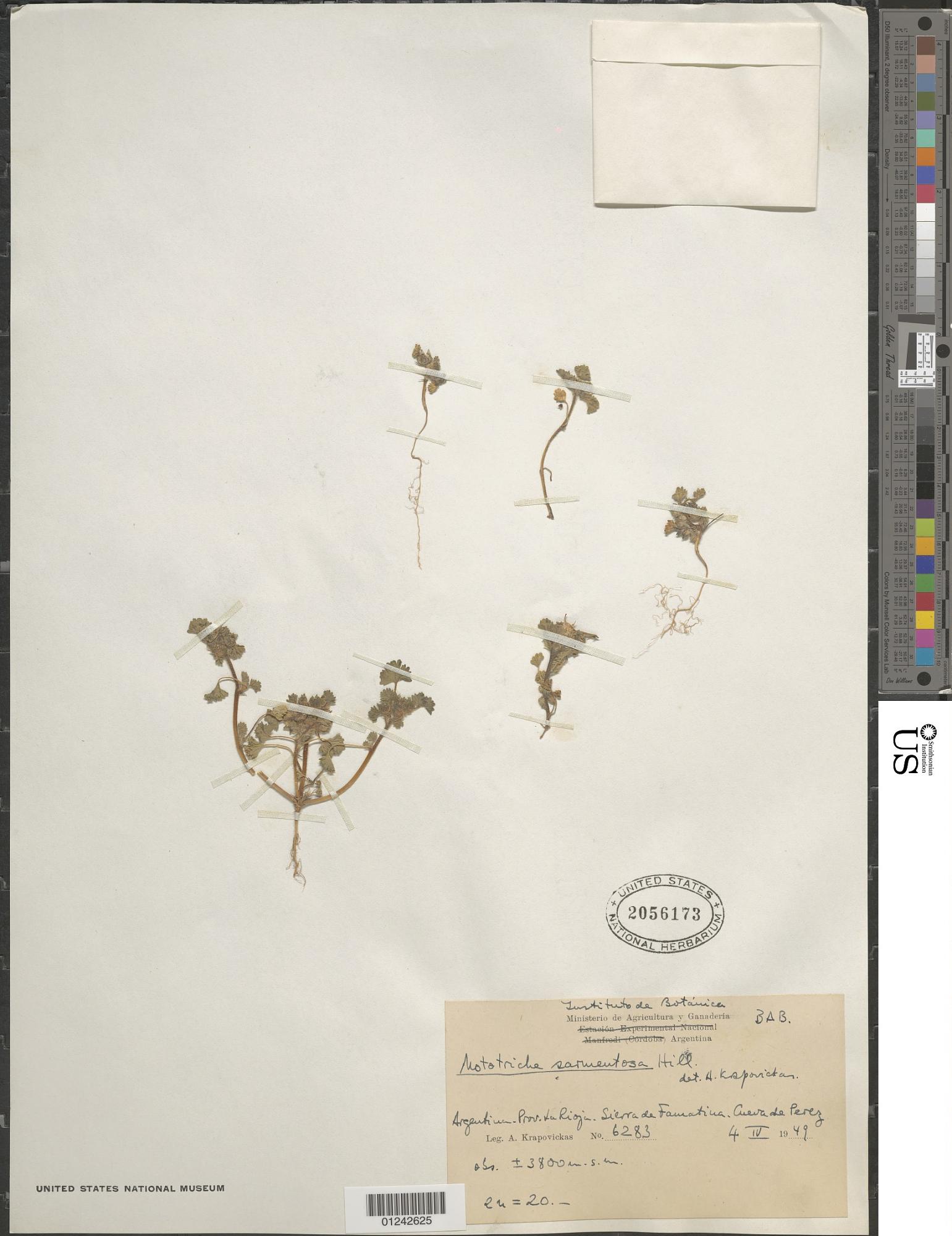 Nototriche pygmaea
