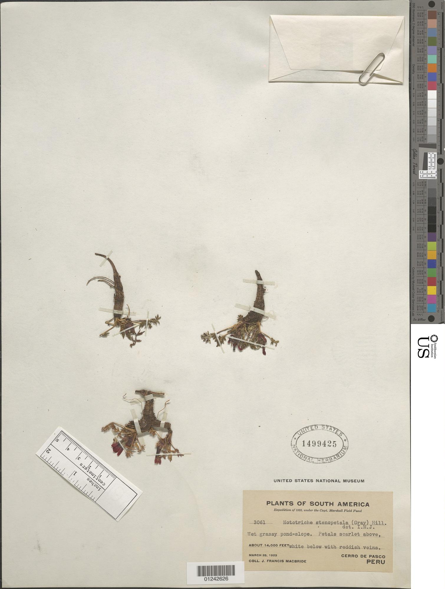Nototriche stenopetala