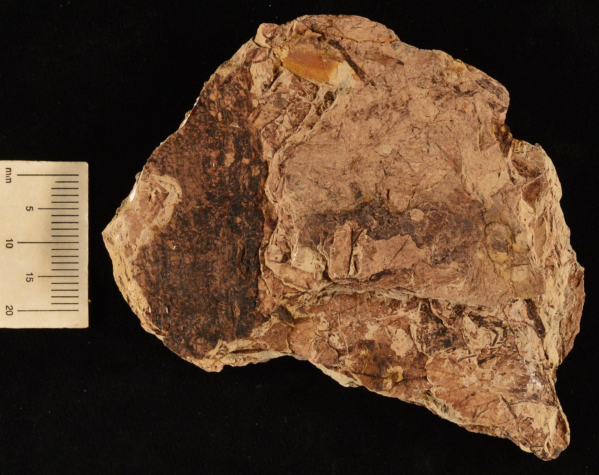 Nyssidium arcticum