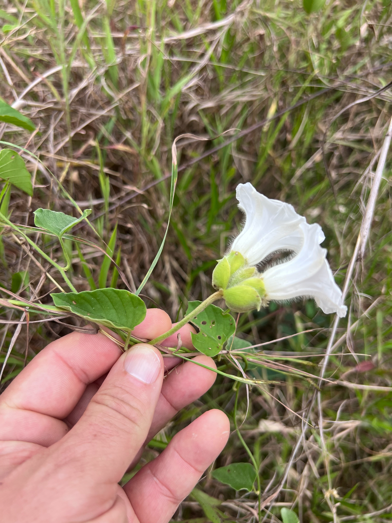 Odonellia hirtiflora