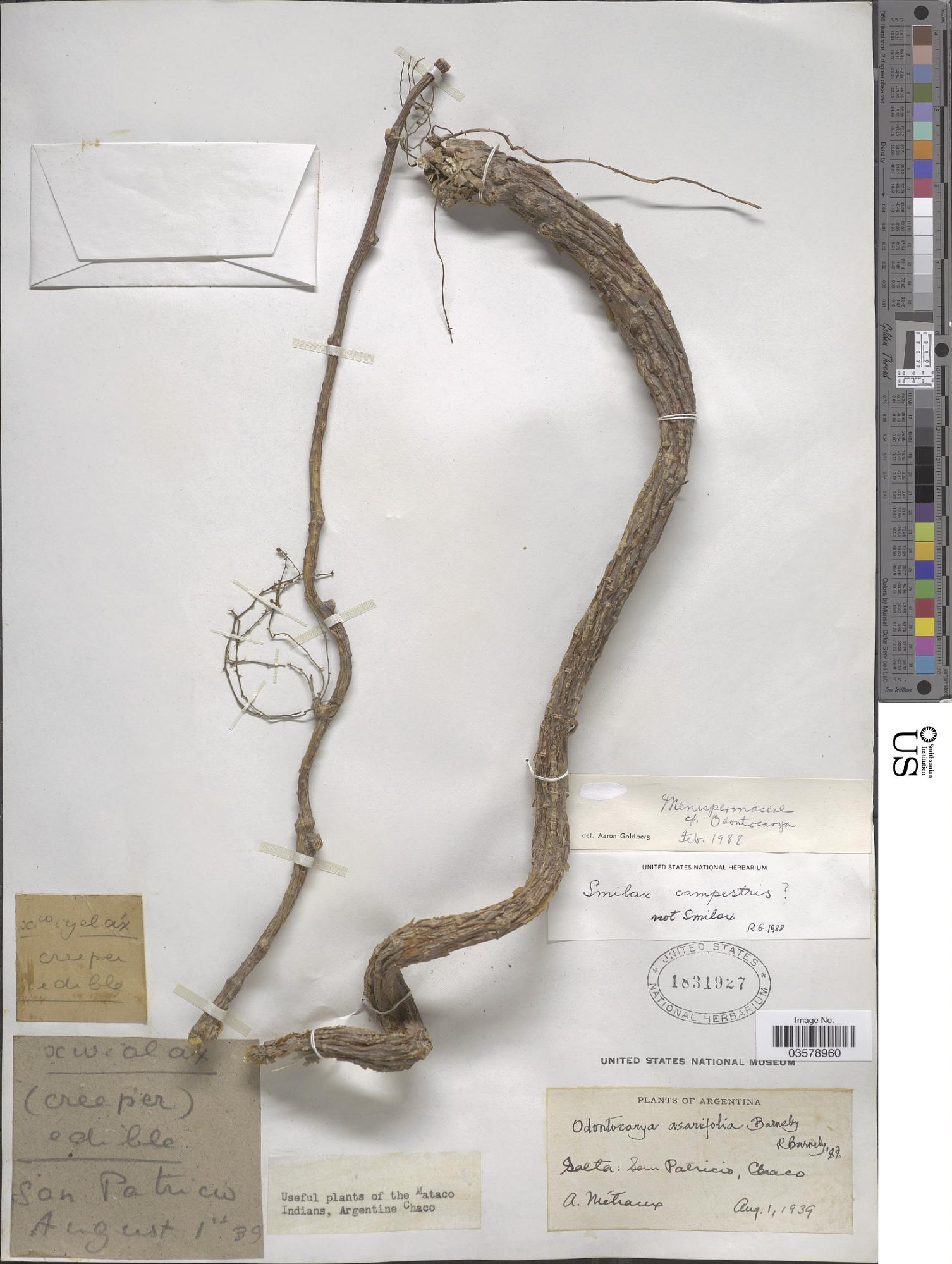 Odontocarya asarifolia