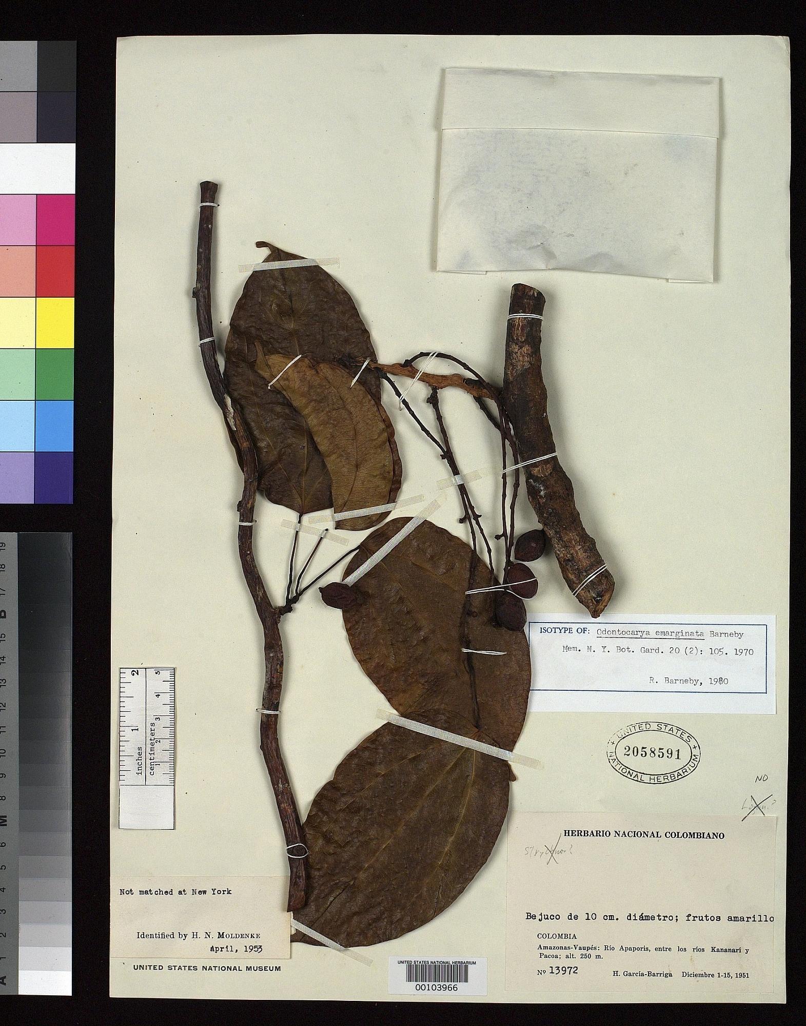 Odontocarya emarginata