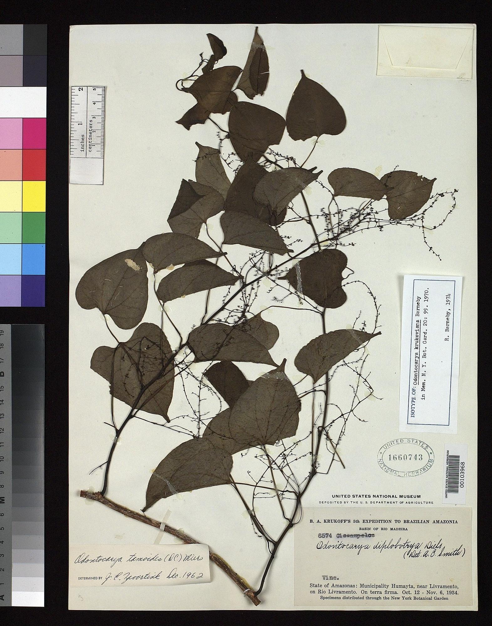 Odontocarya krukoviana