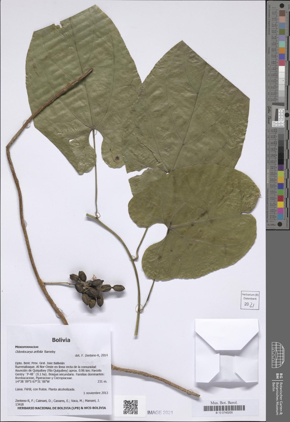 Odontocarya membranacea