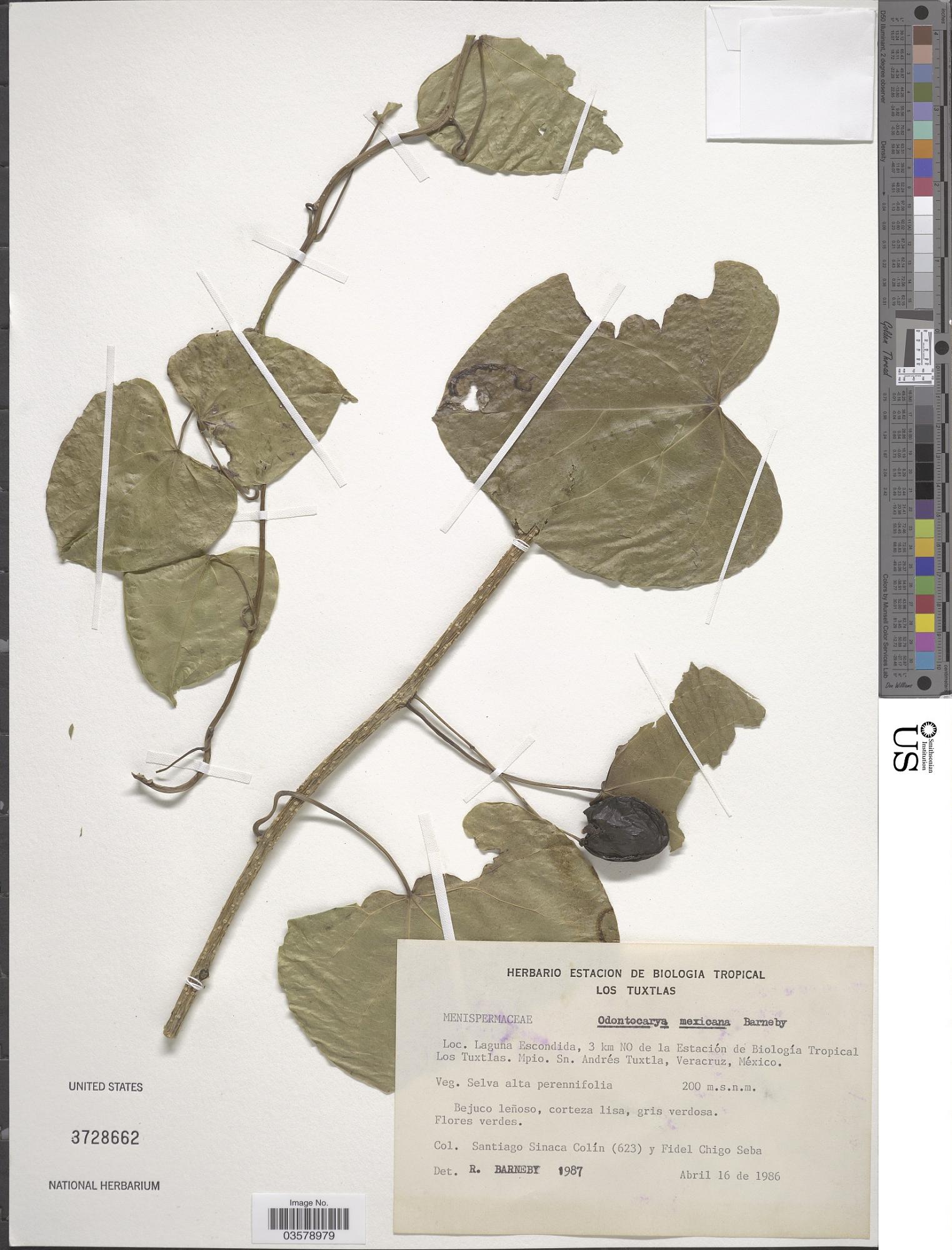 Odontocarya mexicana