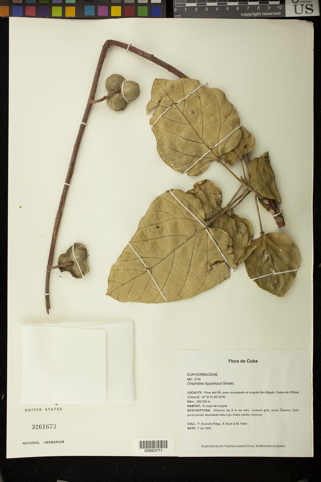 Omphalea hypoleuca