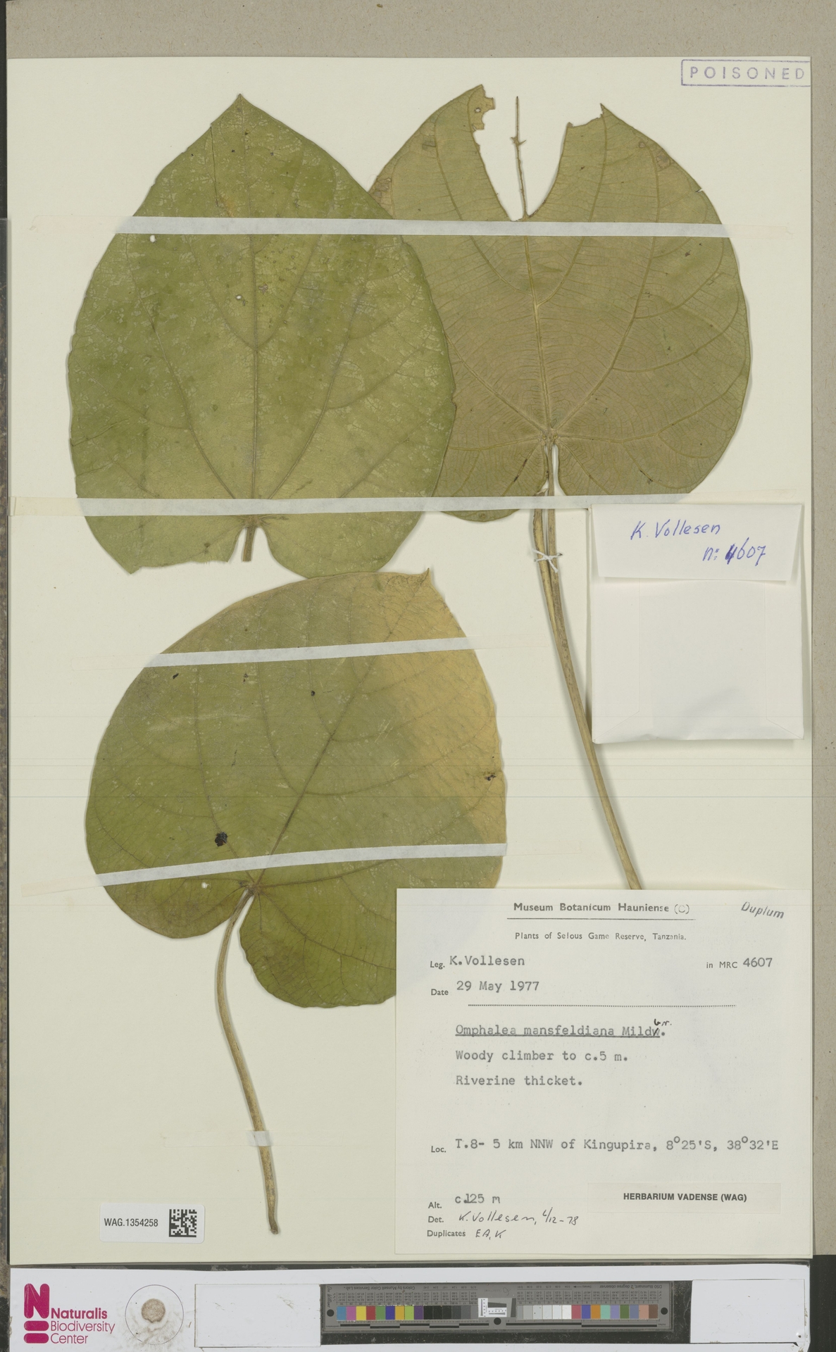 Omphalea mansfeldiana