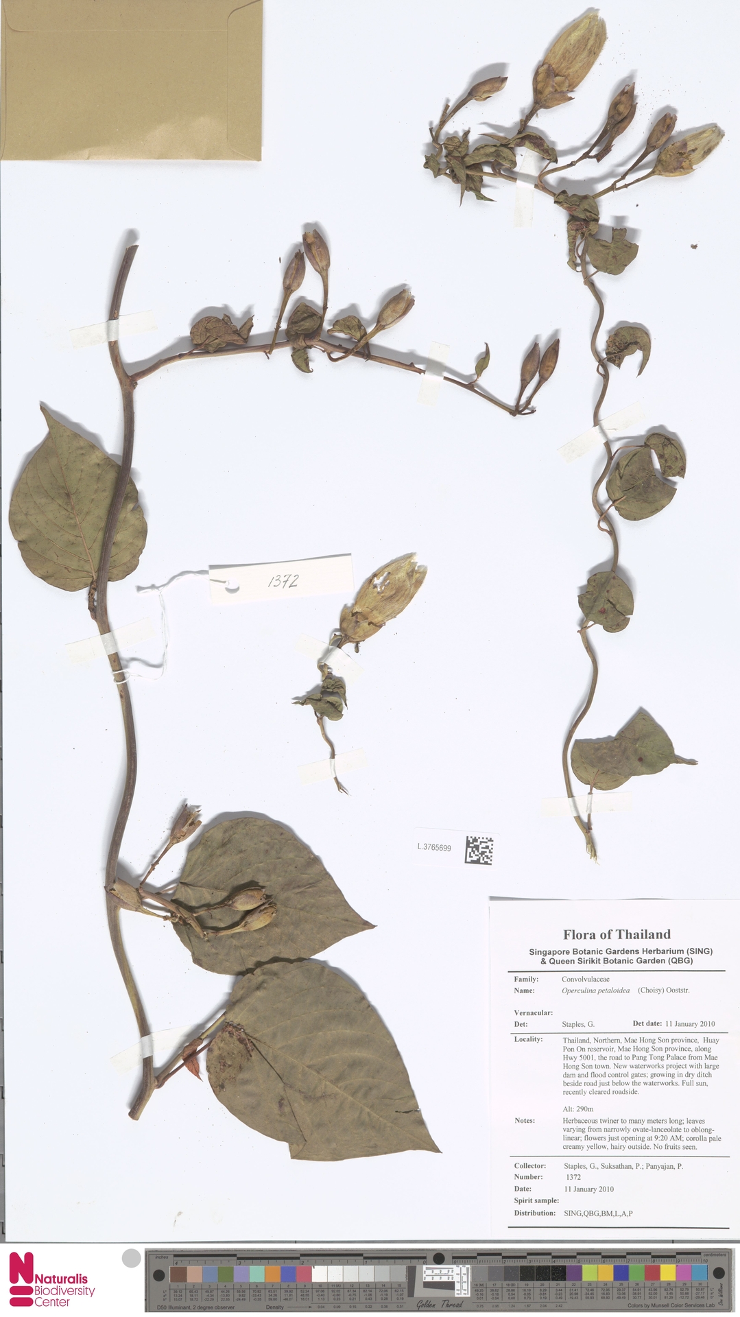 Operculina petaloidea