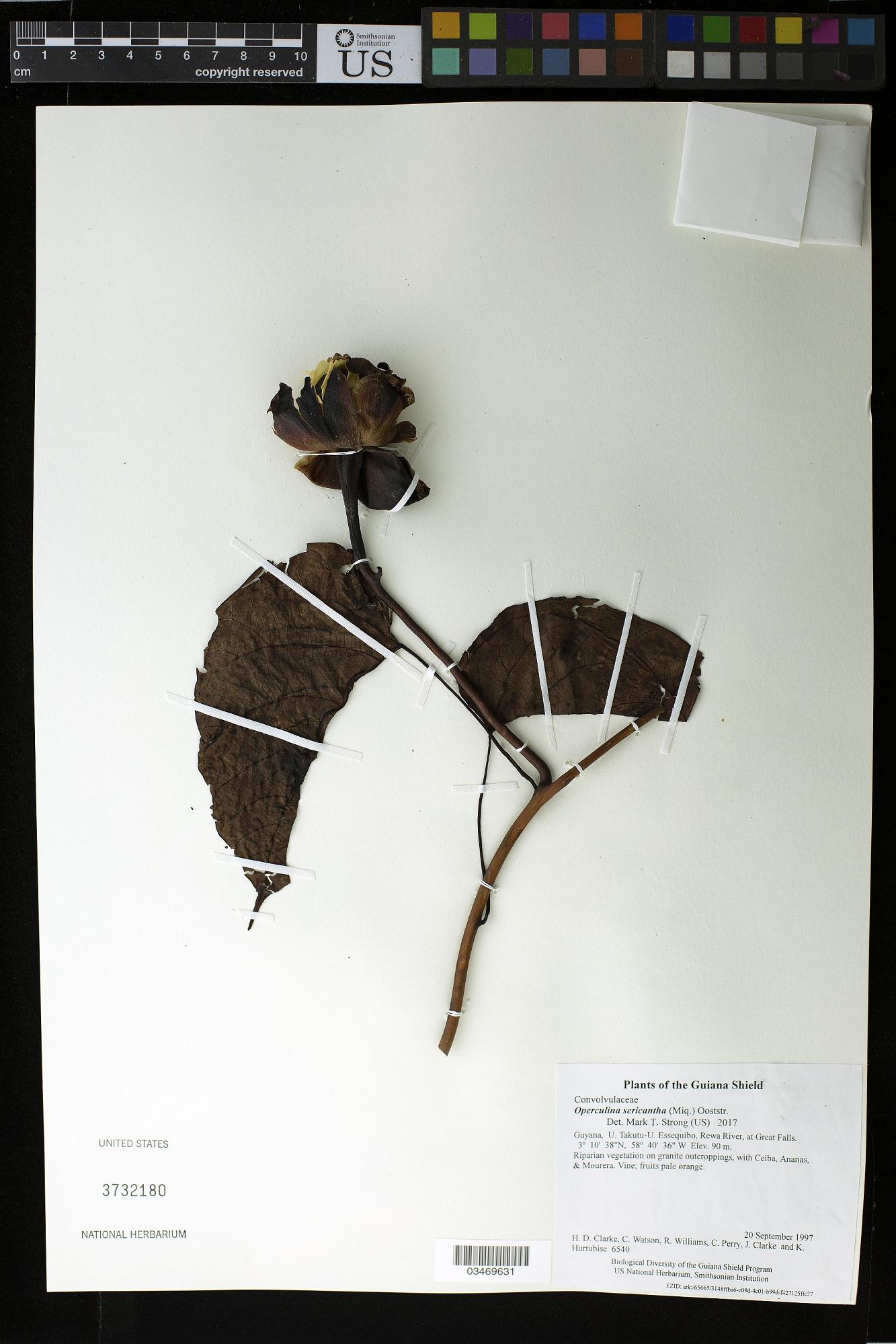 Operculina sericantha