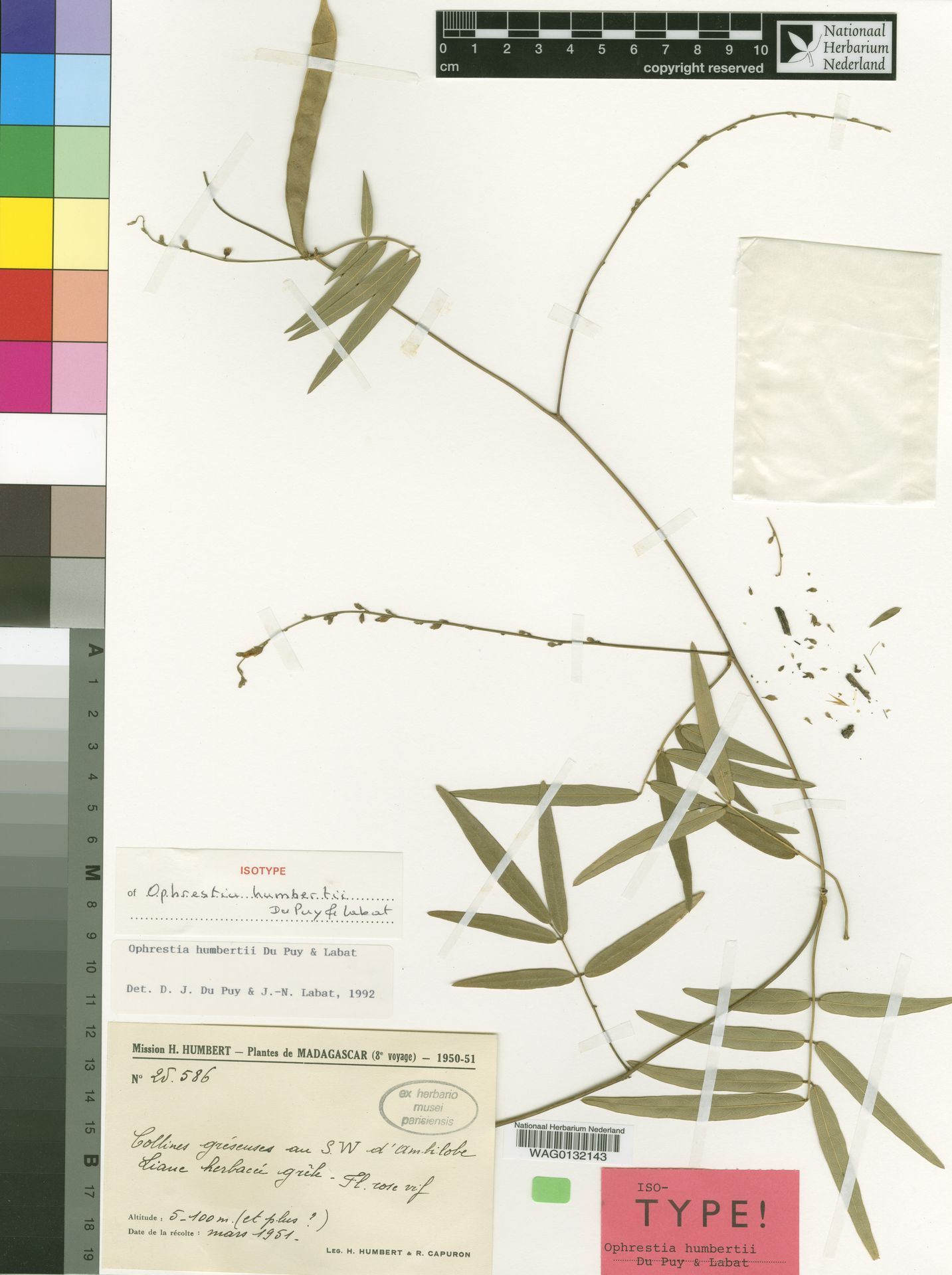 Ophrestia humbertii