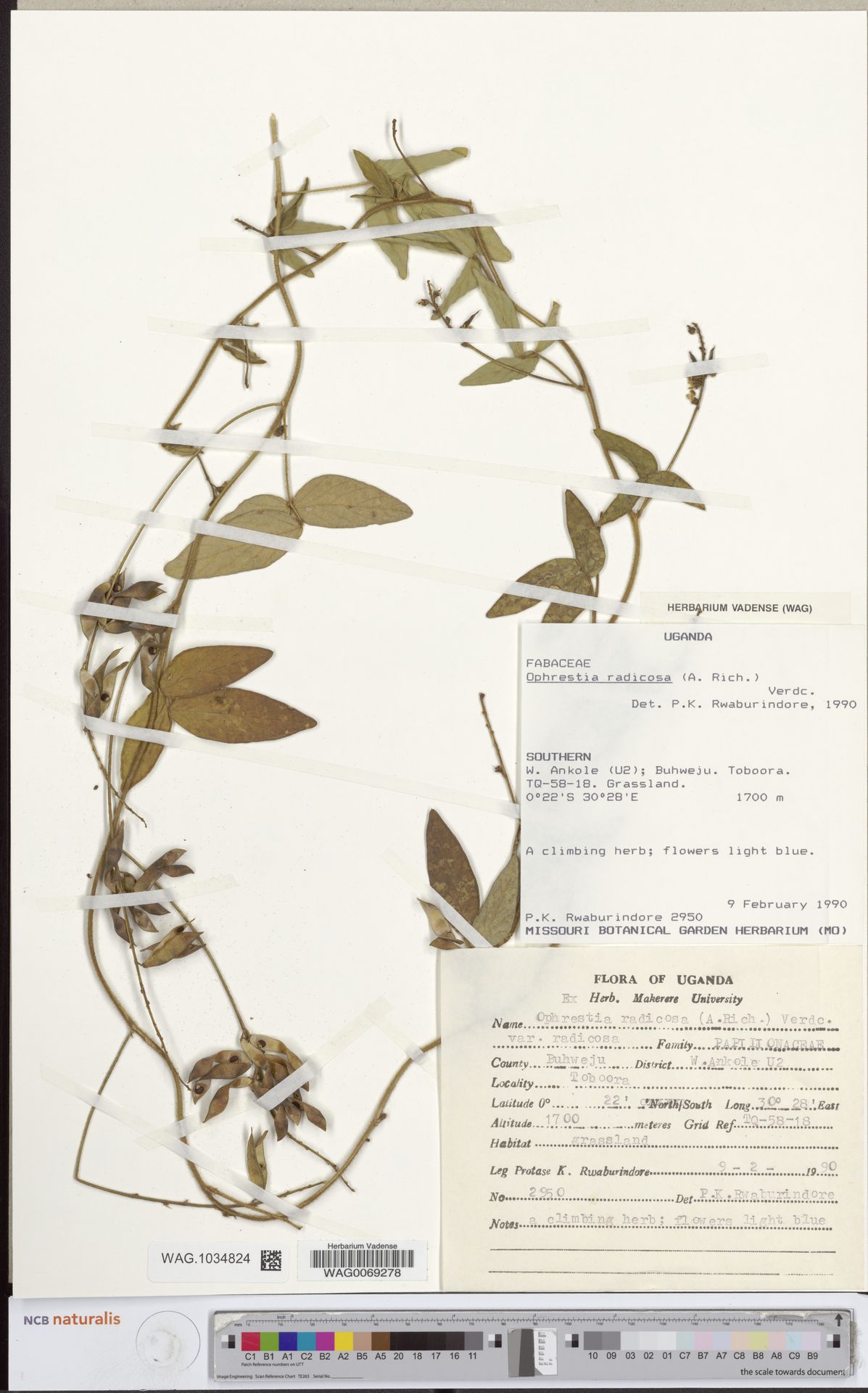 Ophrestia radicosa