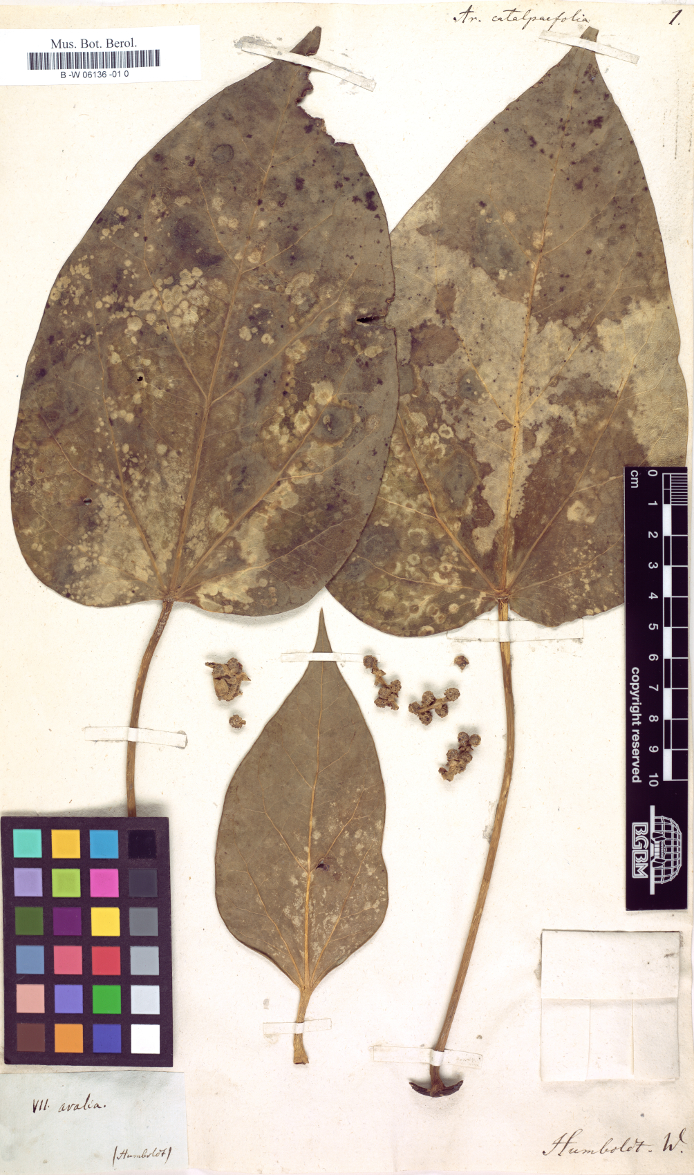 Oreopanax catalpifolius
