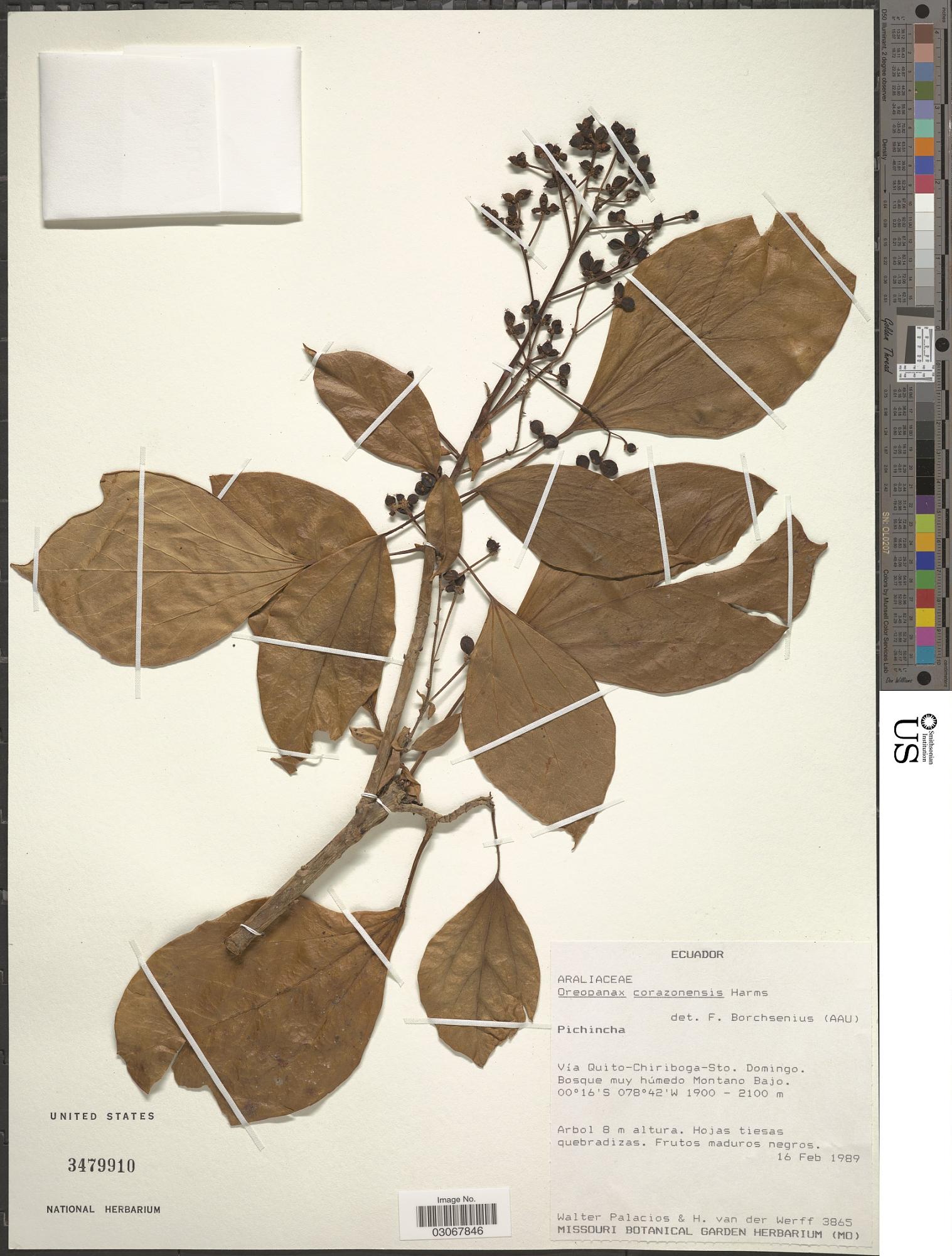 Oreopanax corazonensis