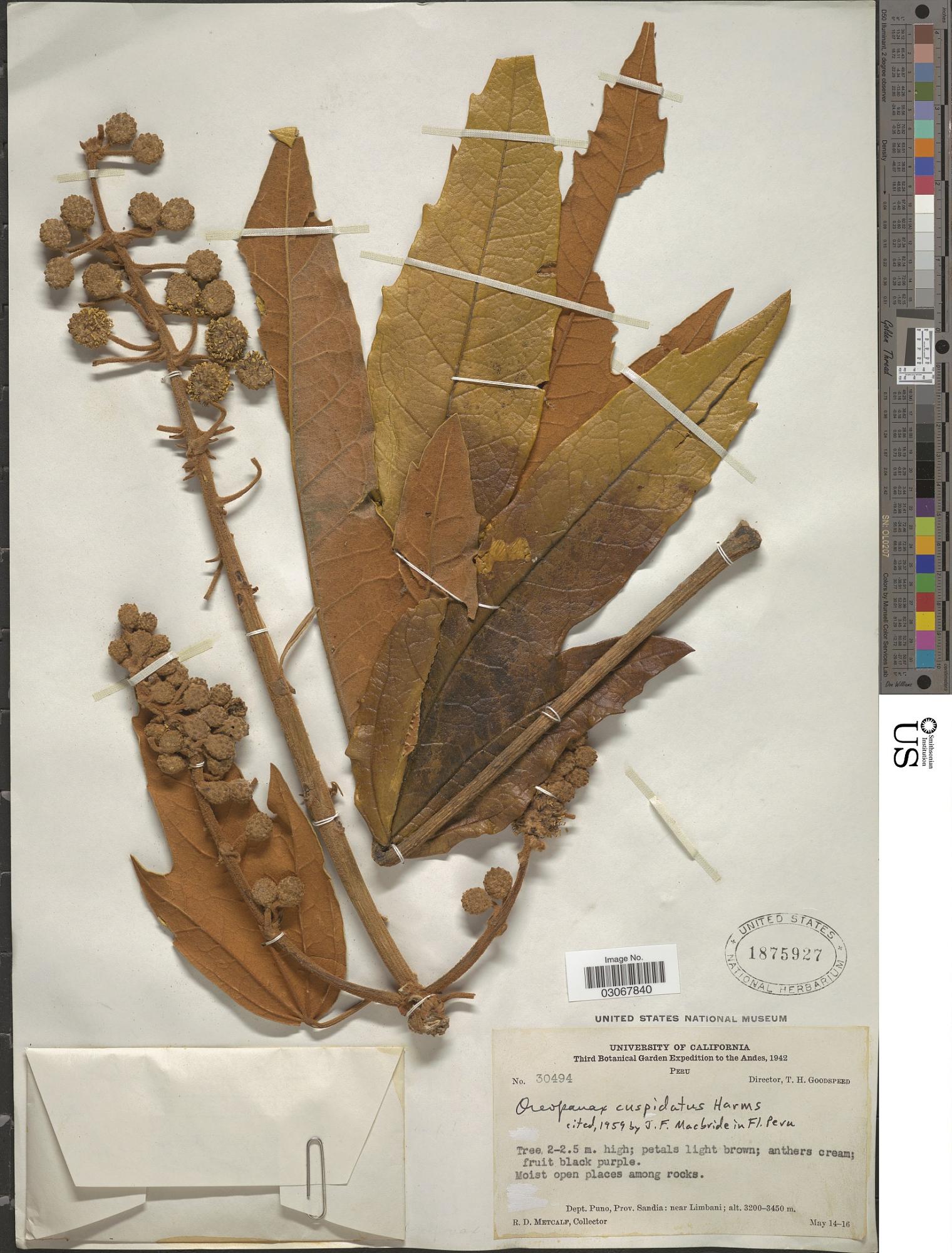 Oreopanax cuspidatus