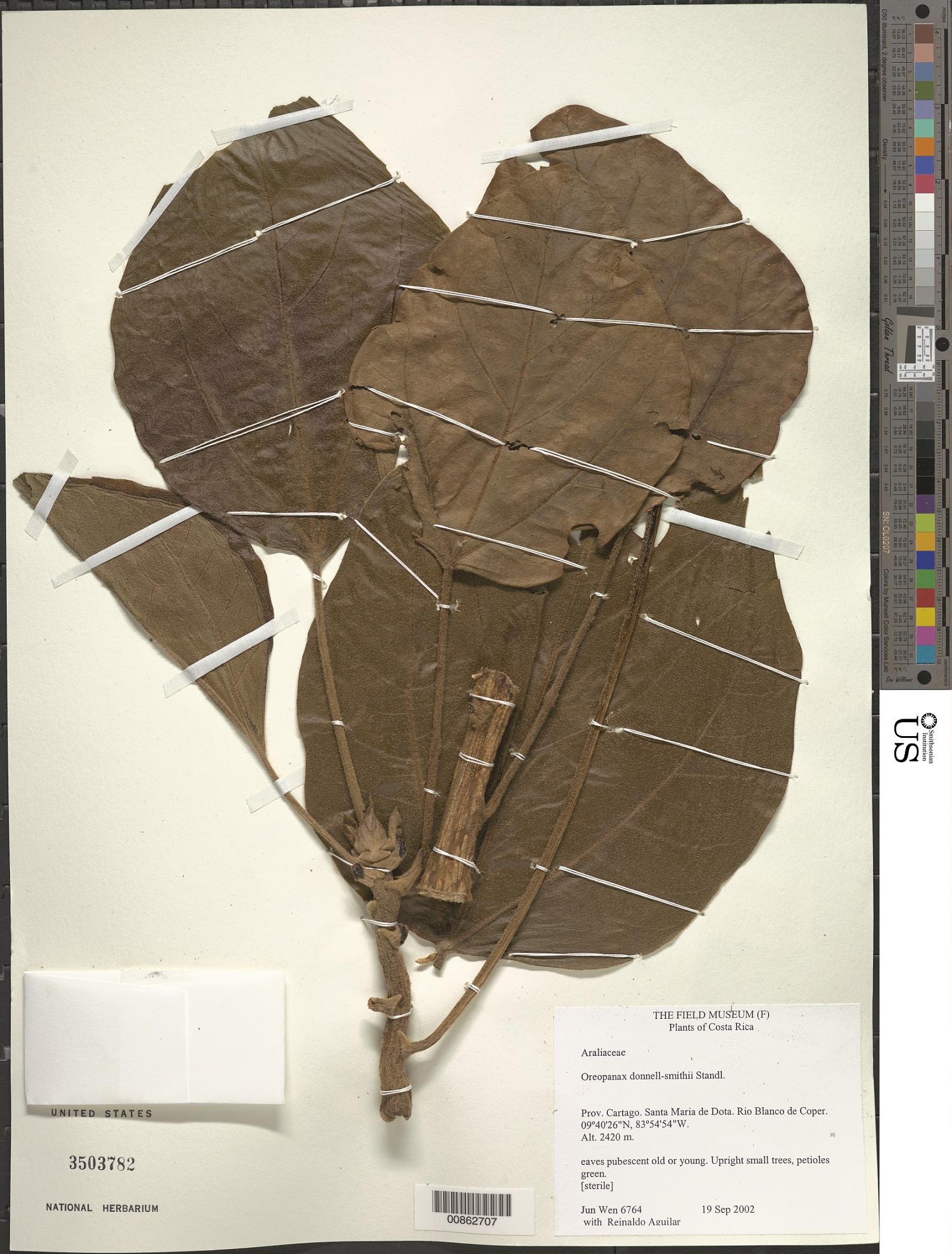 Oreopanax donnell-smithii