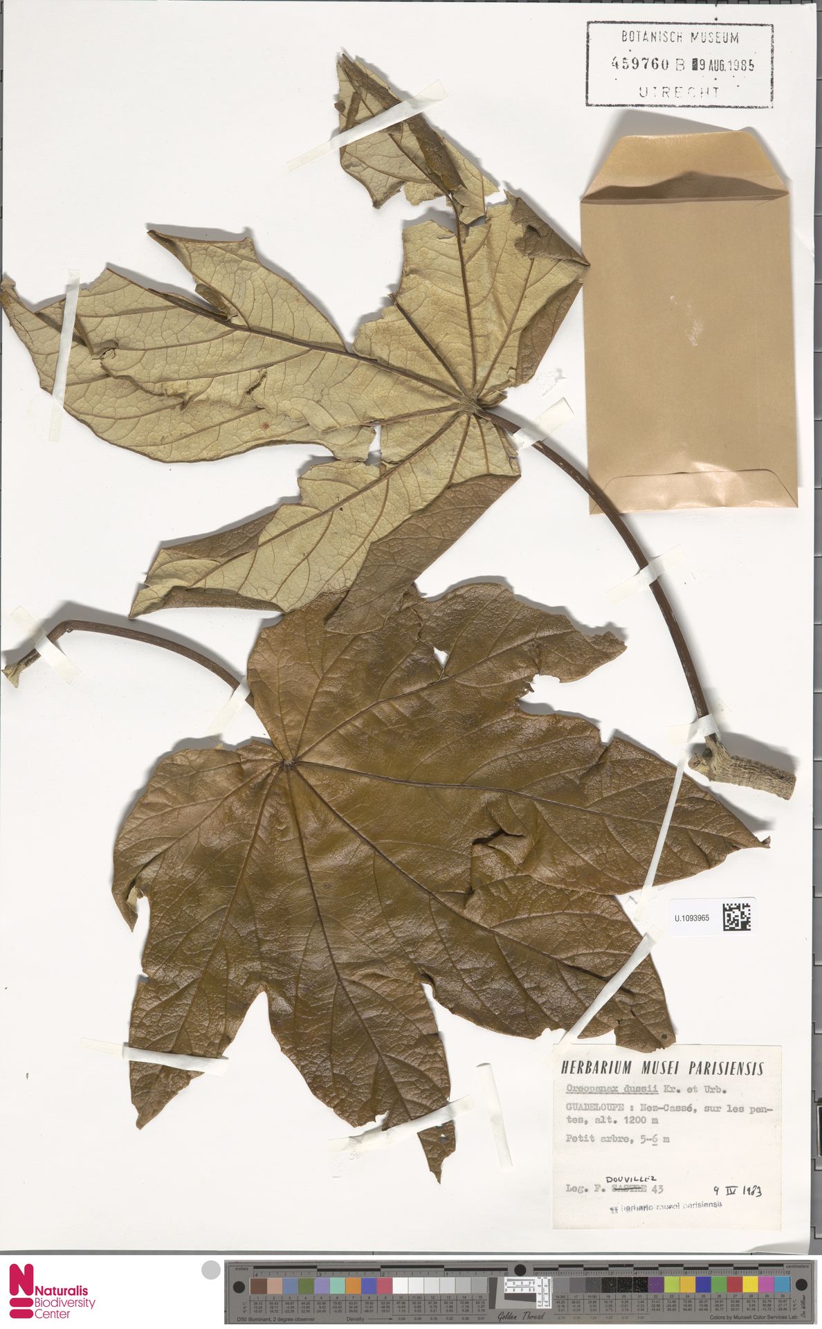 Oreopanax dussii