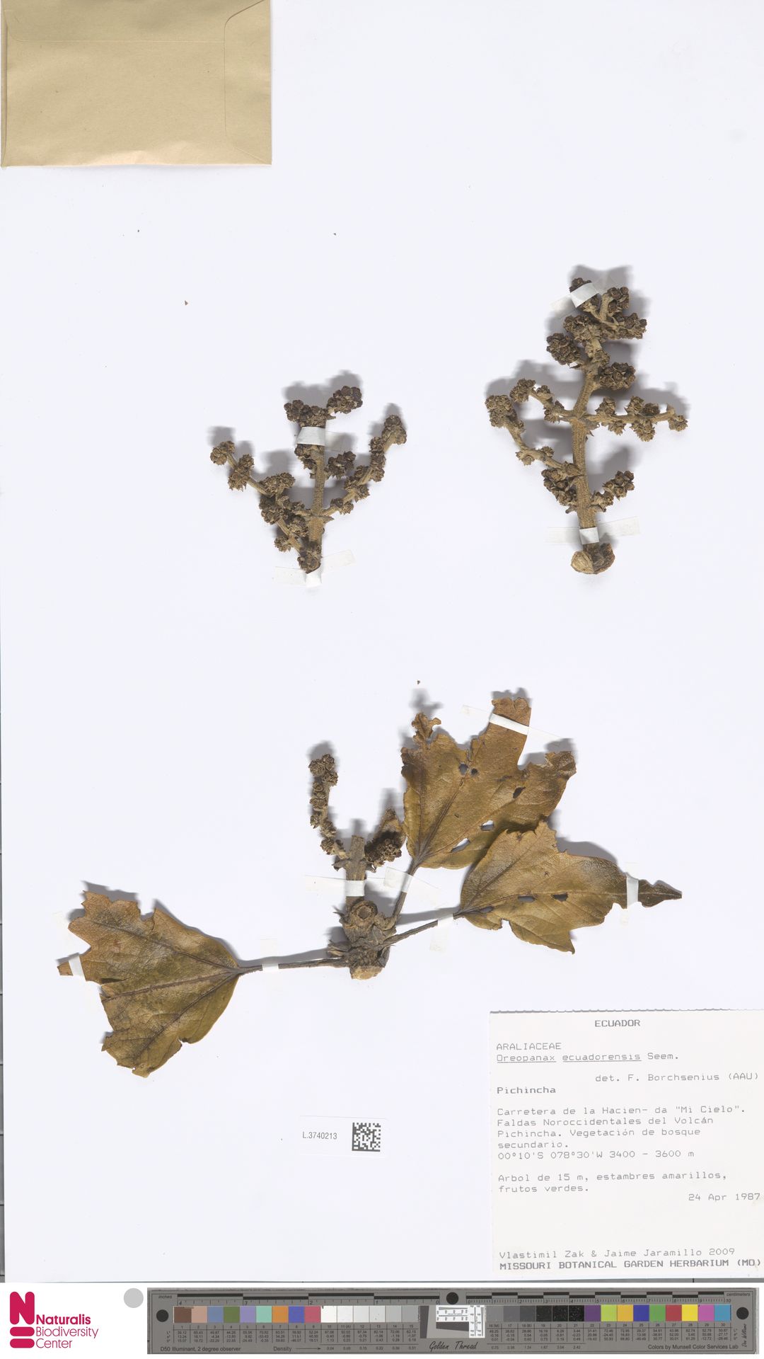 Oreopanax ecuadorensis