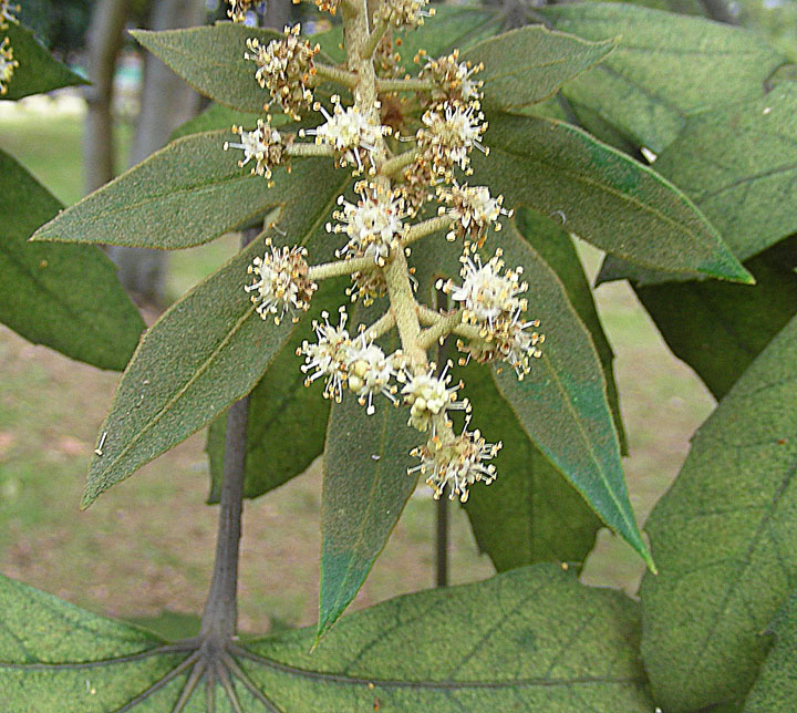 Oreopanax floribundus