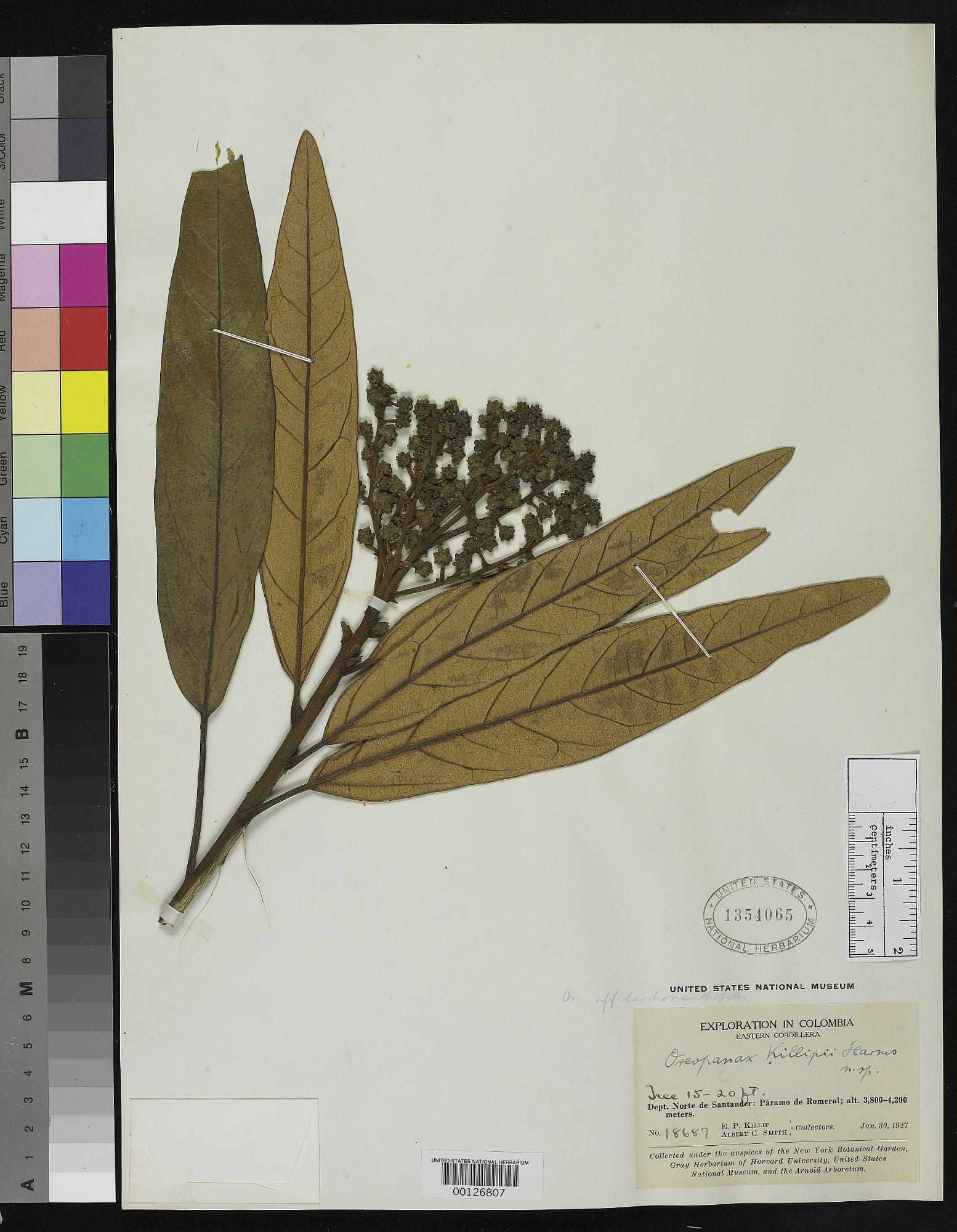 Oreopanax killipii