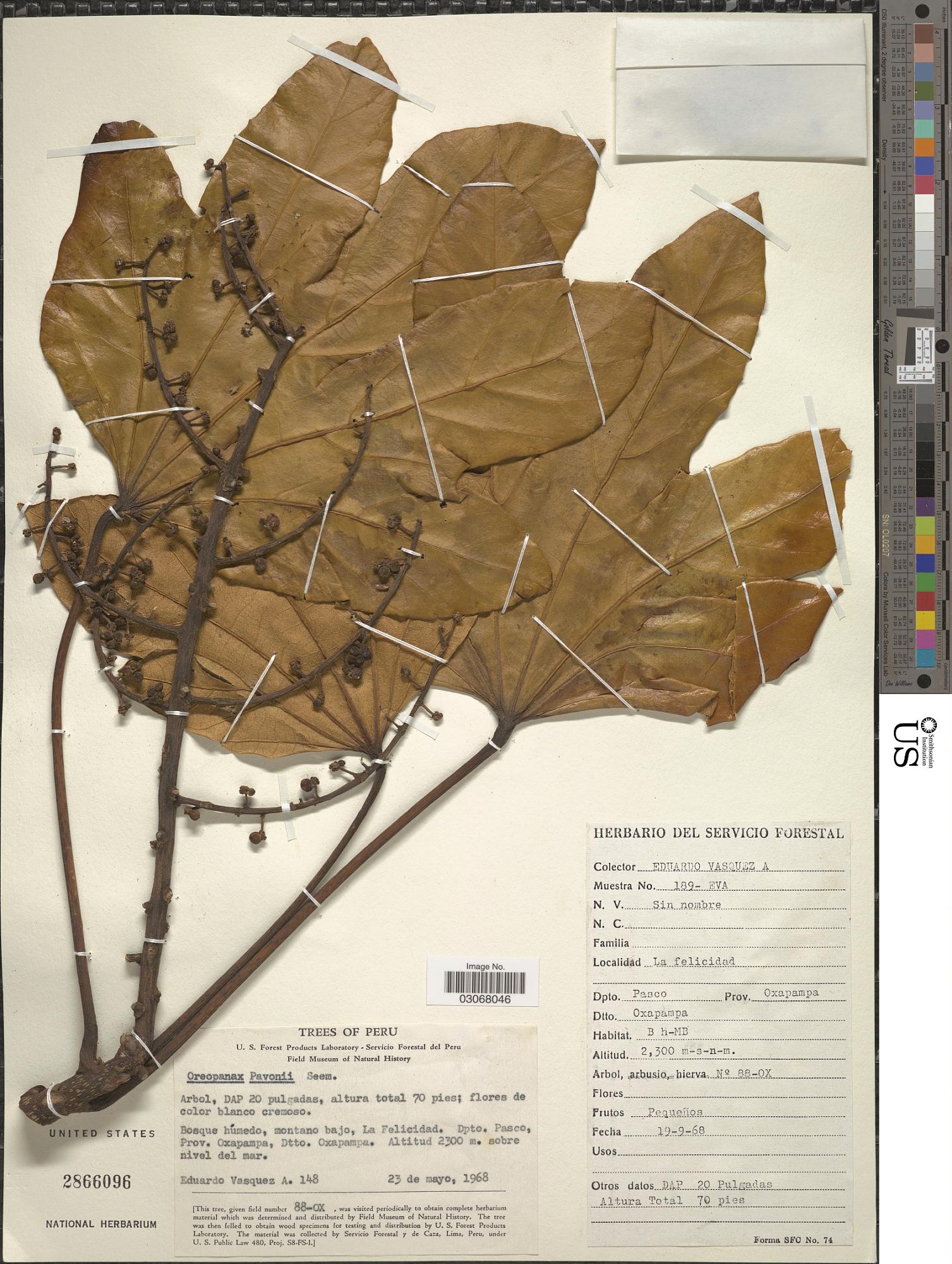 Oreopanax pavonii