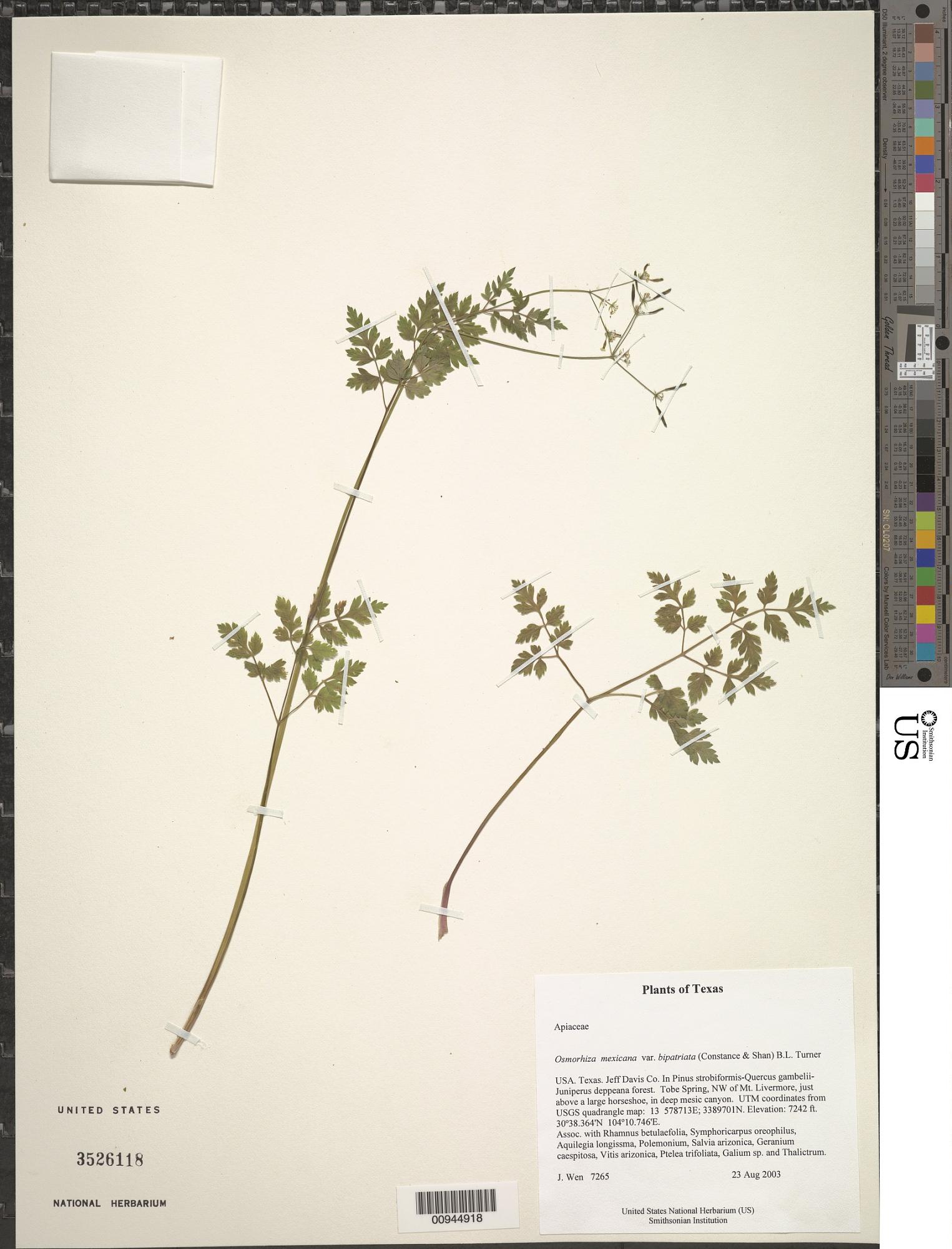 Osmorhiza bipatriata