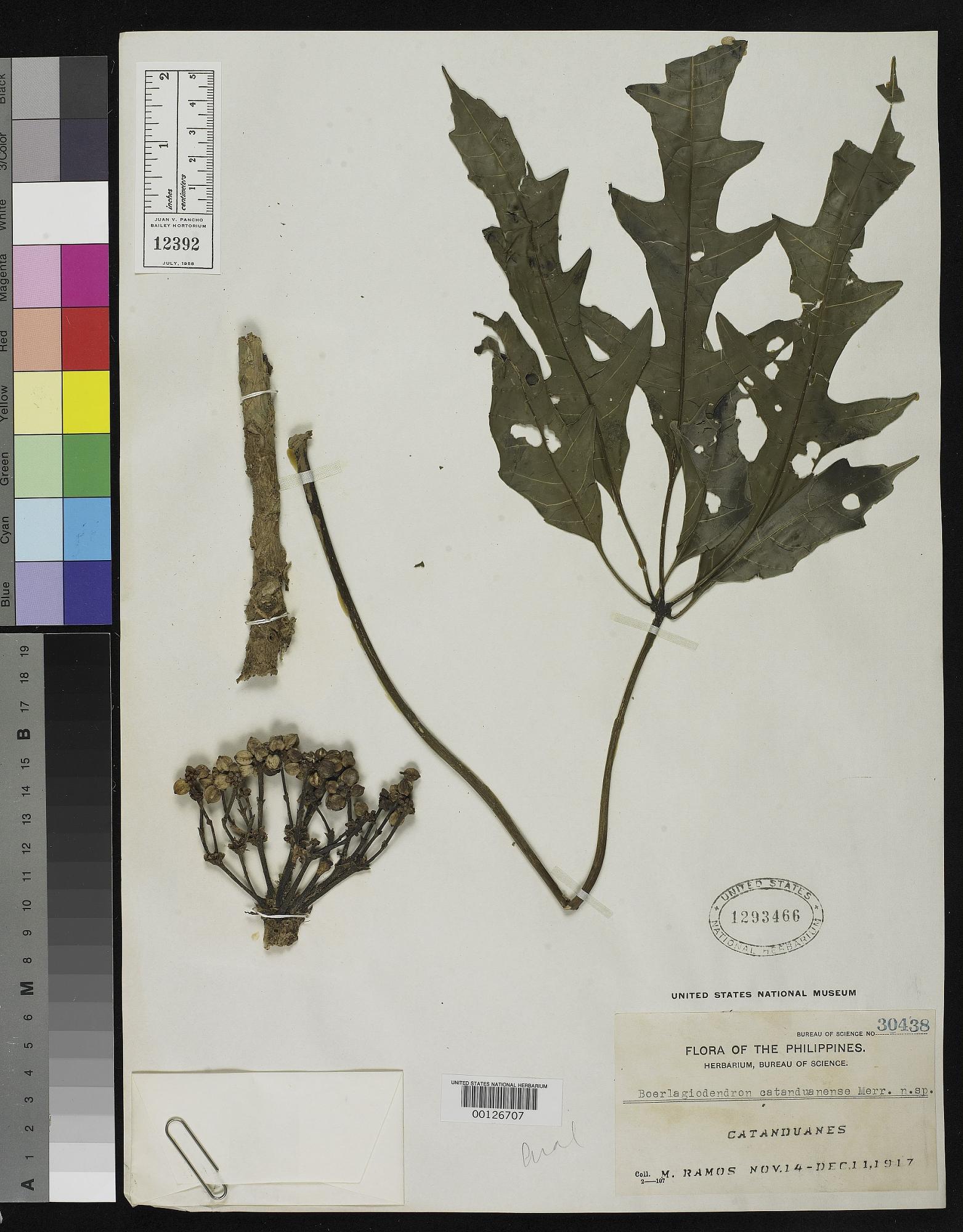 Osmoxylon catanduanense