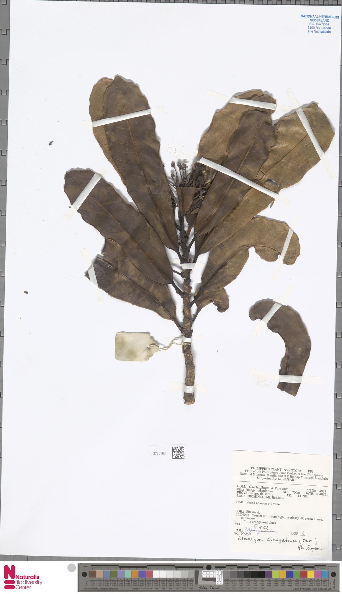 Osmoxylon dinagatense