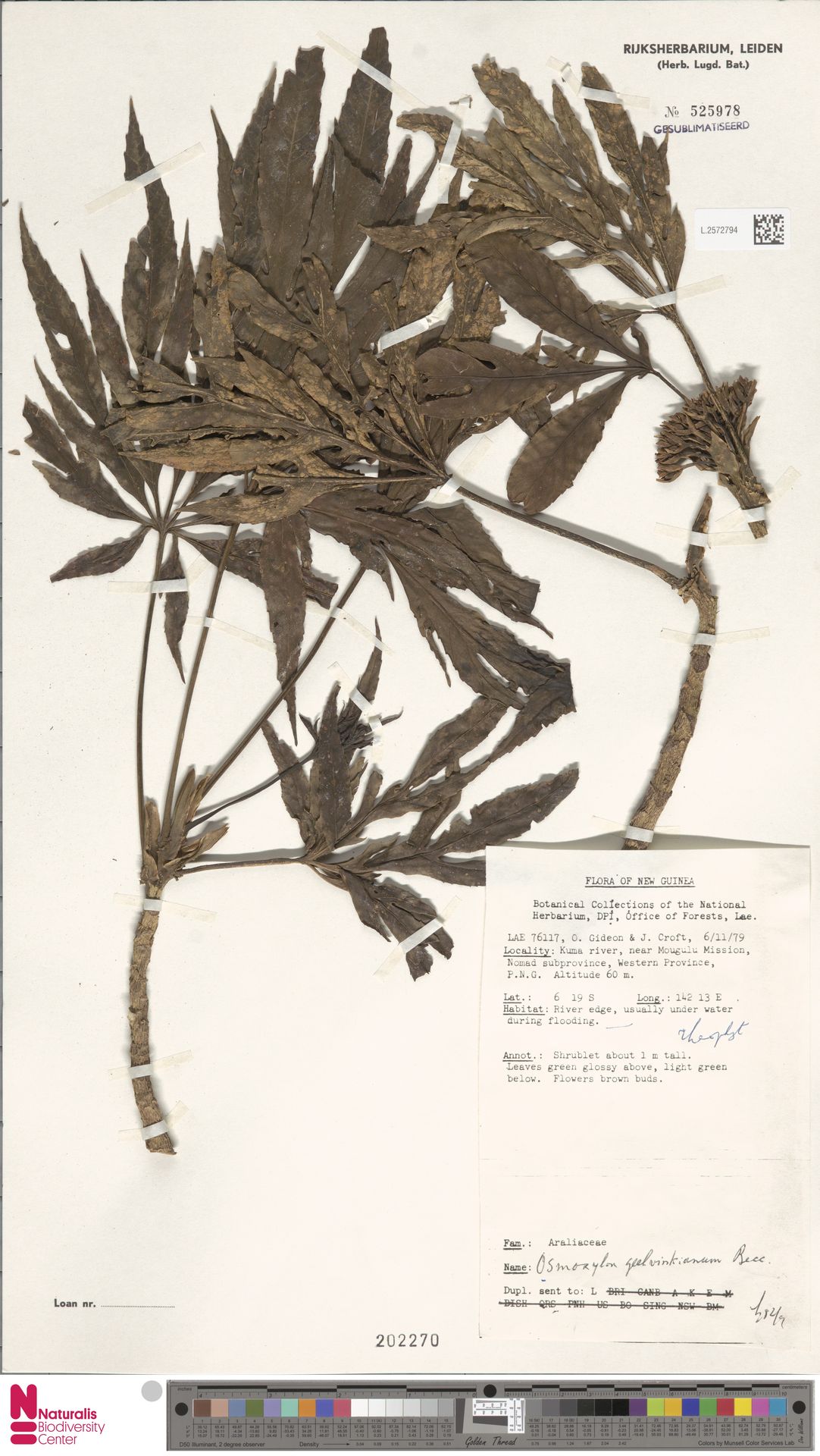 Osmoxylon geelvinkianum