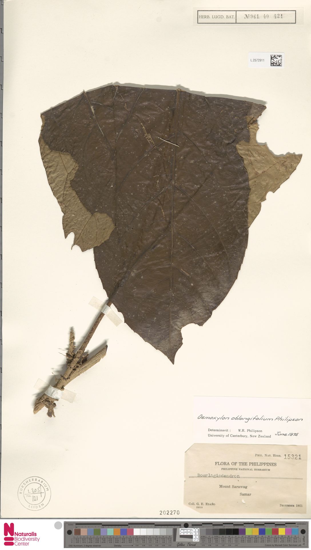 Osmoxylon oblongifolium