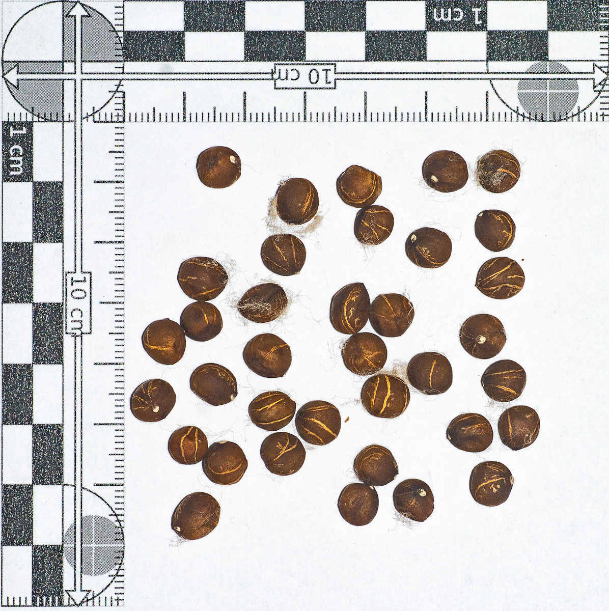 Pachira orinocensis