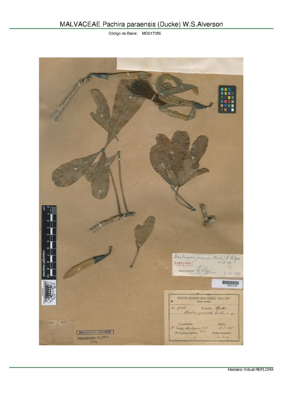 Pachira paraensis