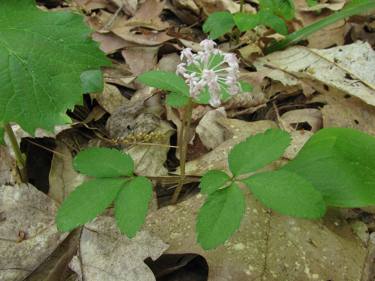 Panax trifolius