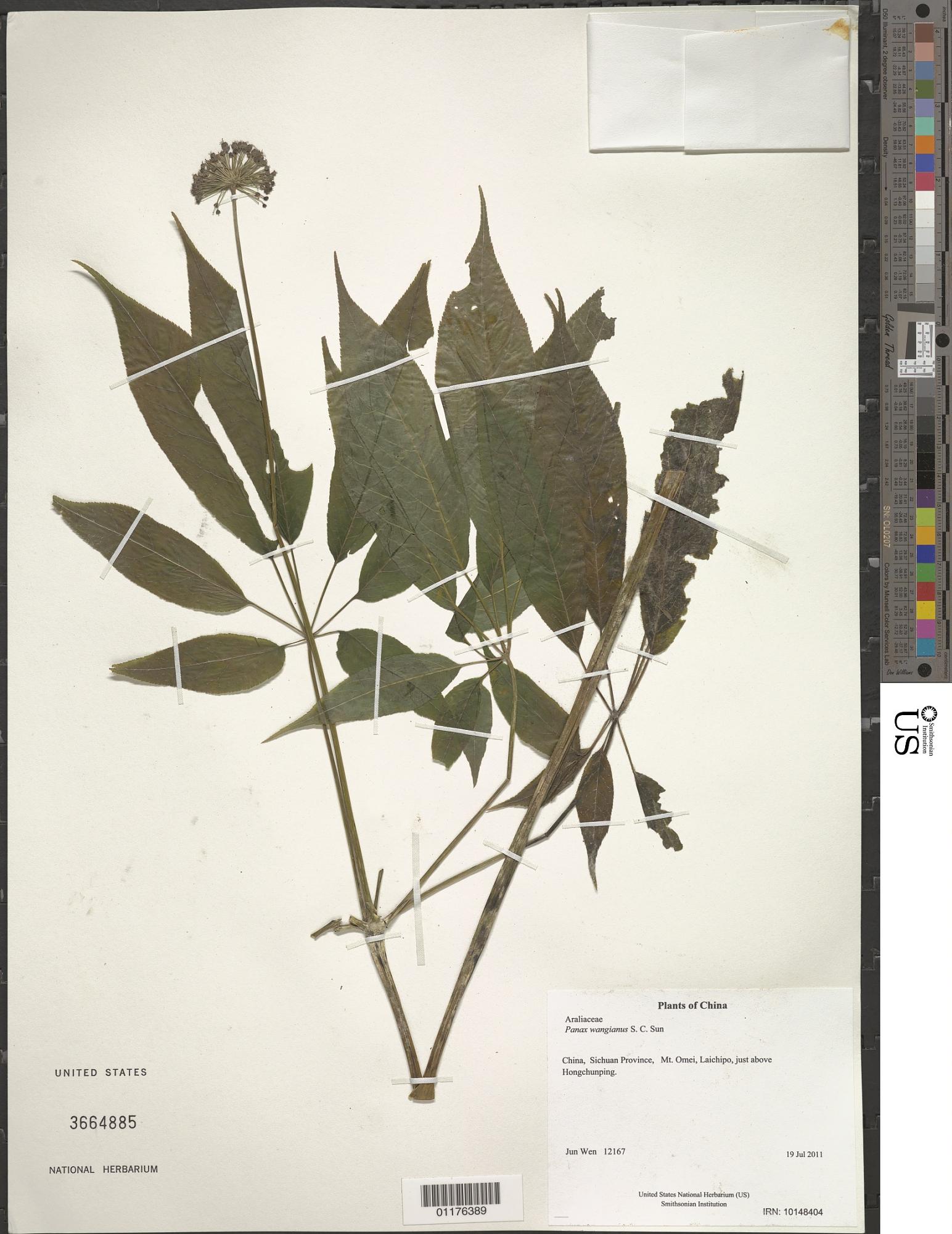 Panax wangianus