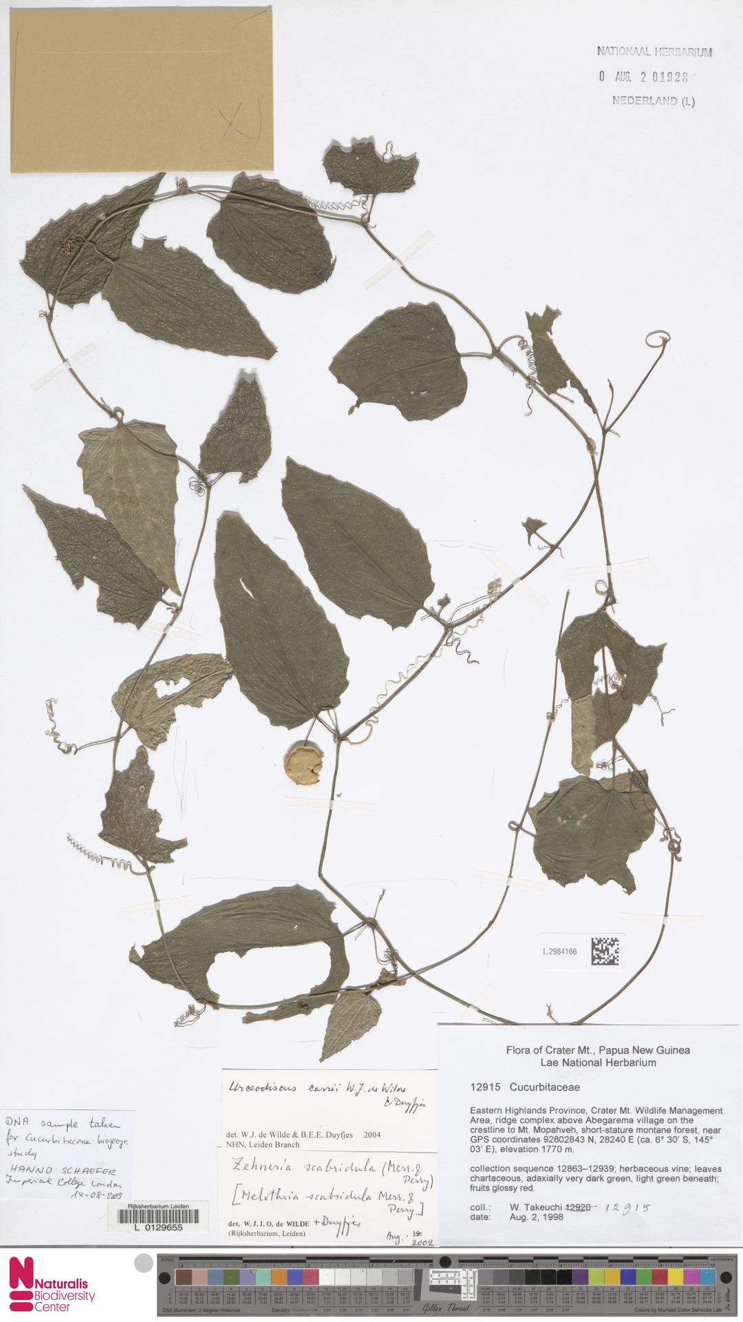 Papuasicyos carrii