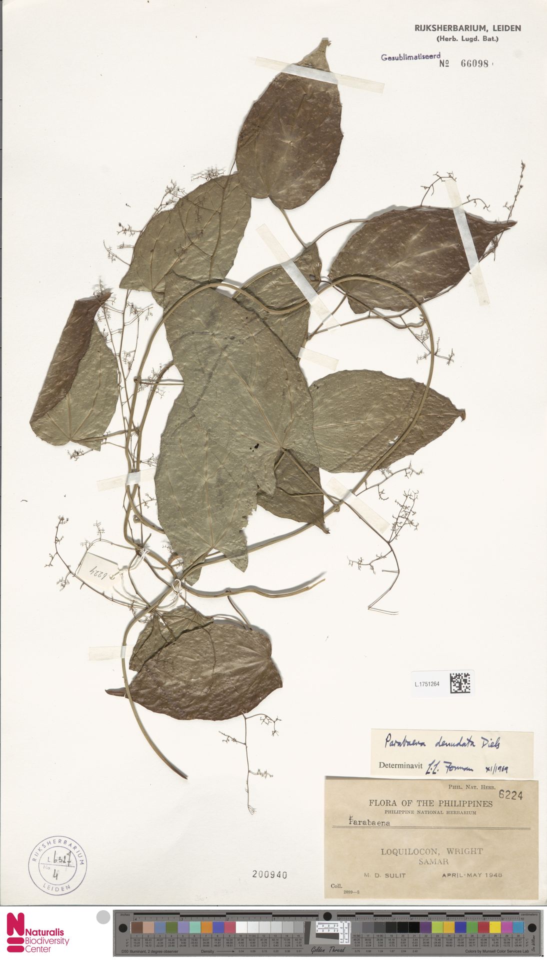 Parabaena denudata