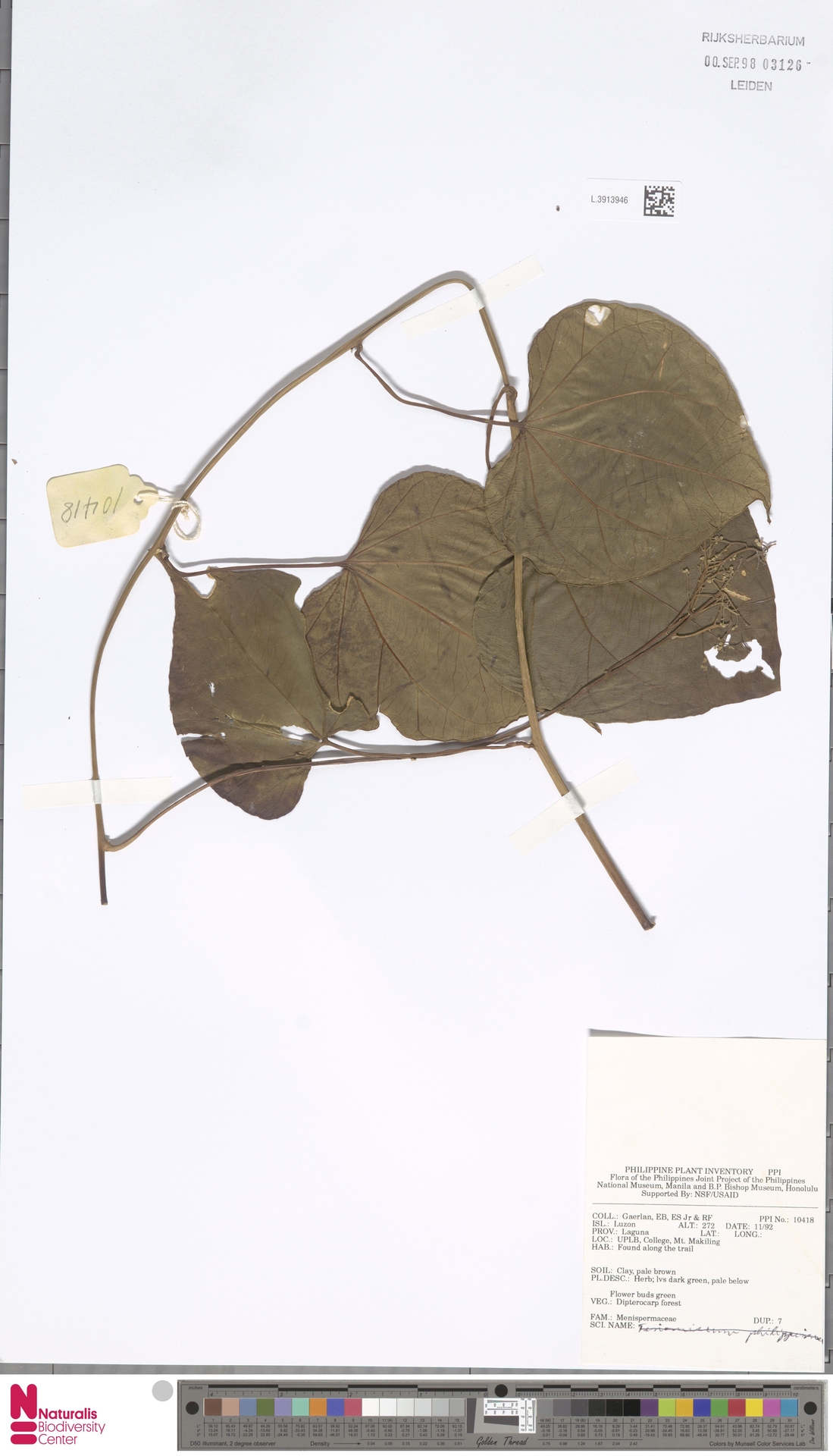 Parabaena echinocarpa