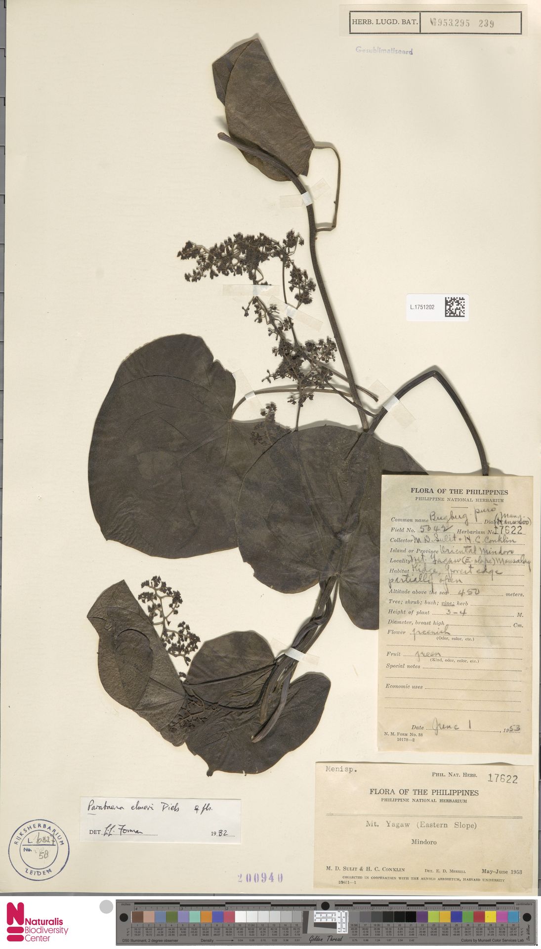 Parabaena elmeri