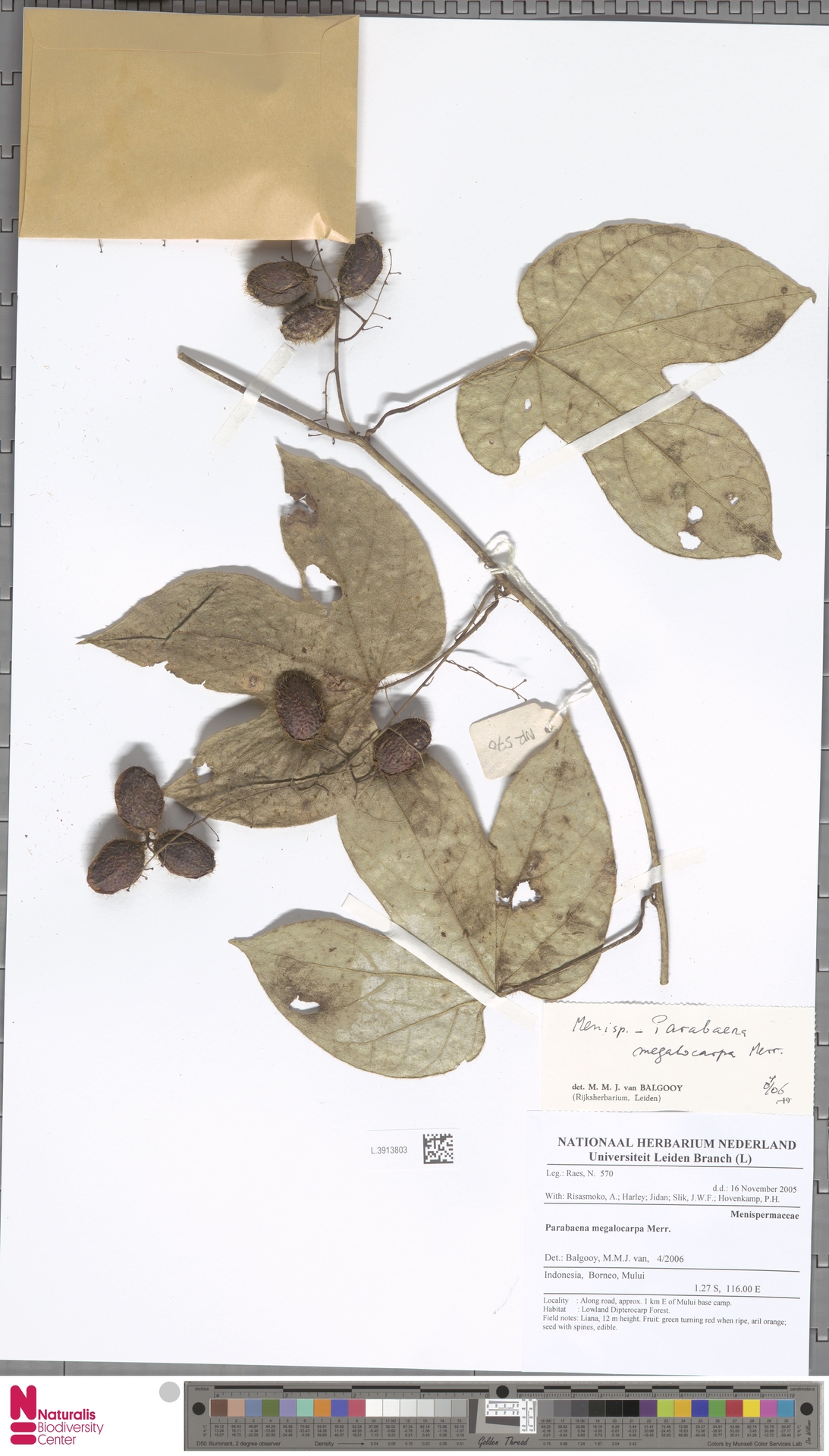 Parabaena megalocarpa