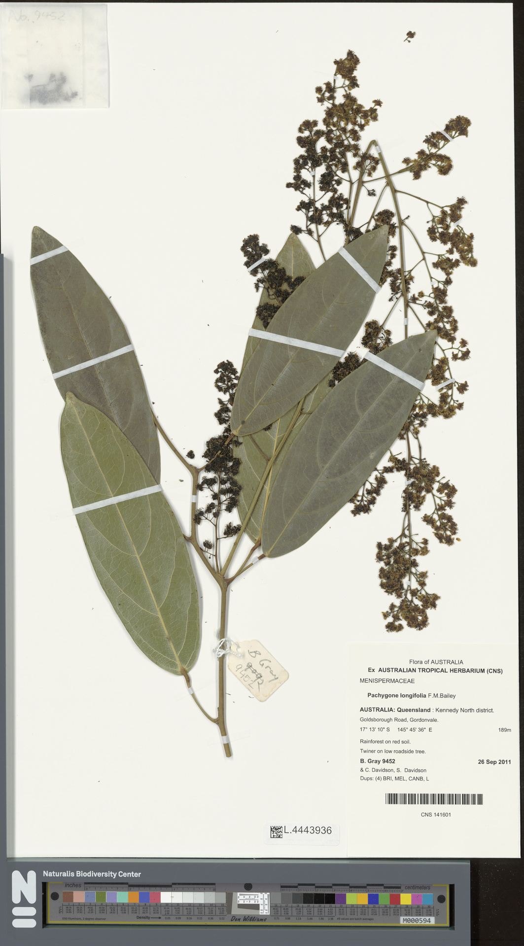 Parapachygone longifolia