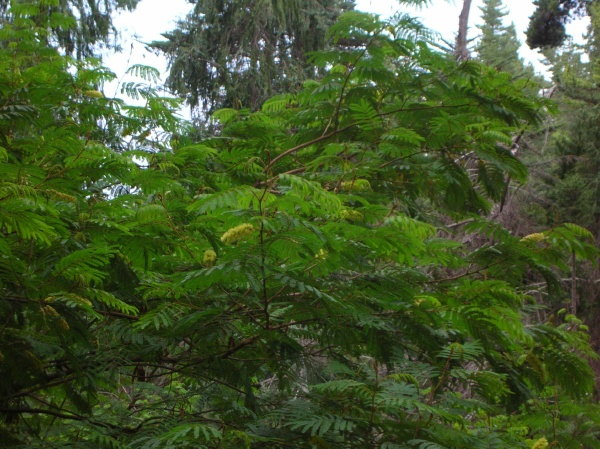 Paraserianthes lophantha