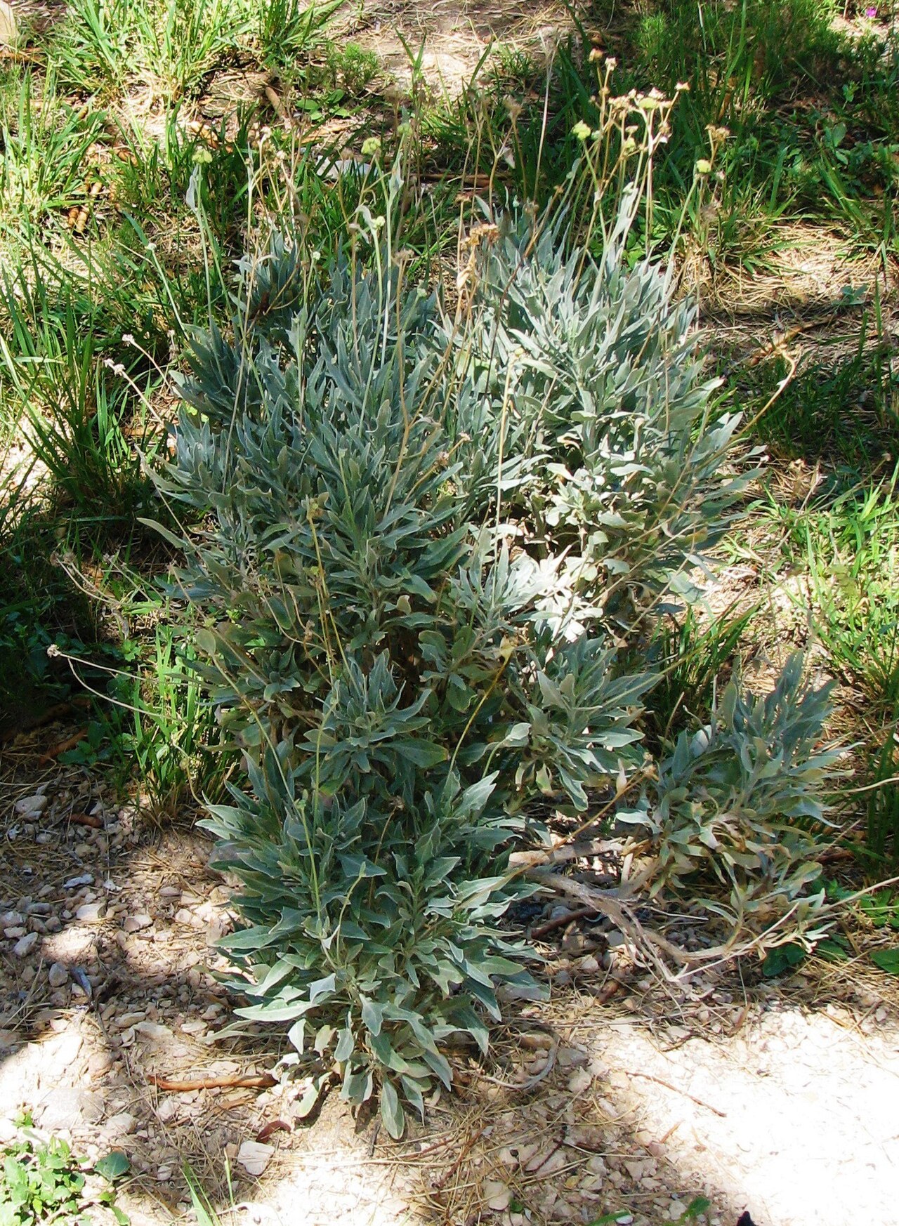 Parthenium argentatum