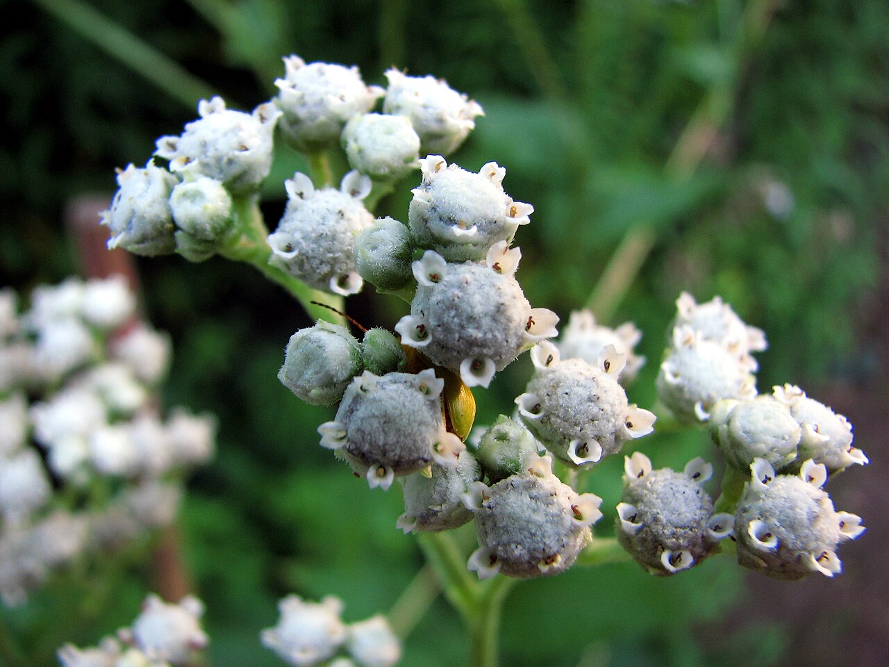 Parthenium integrifolium