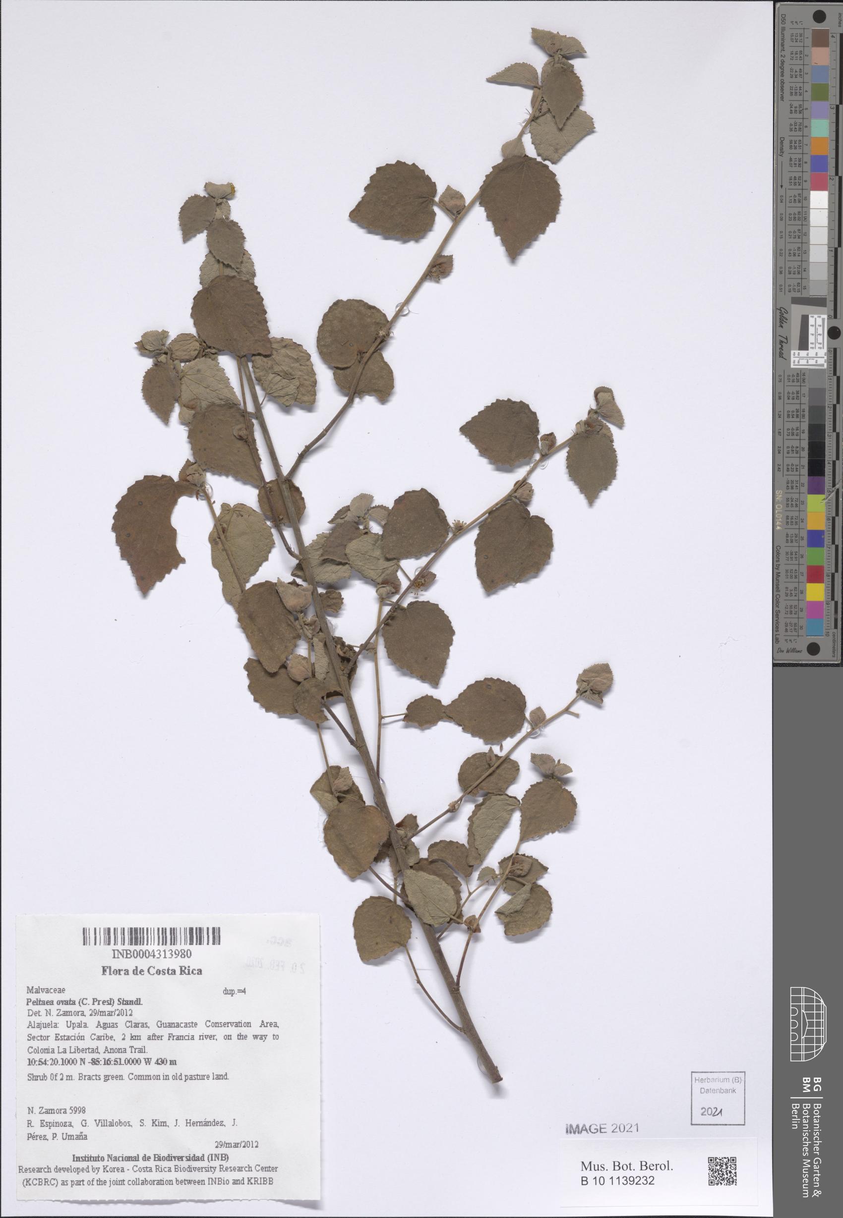 Peltaea trinervis