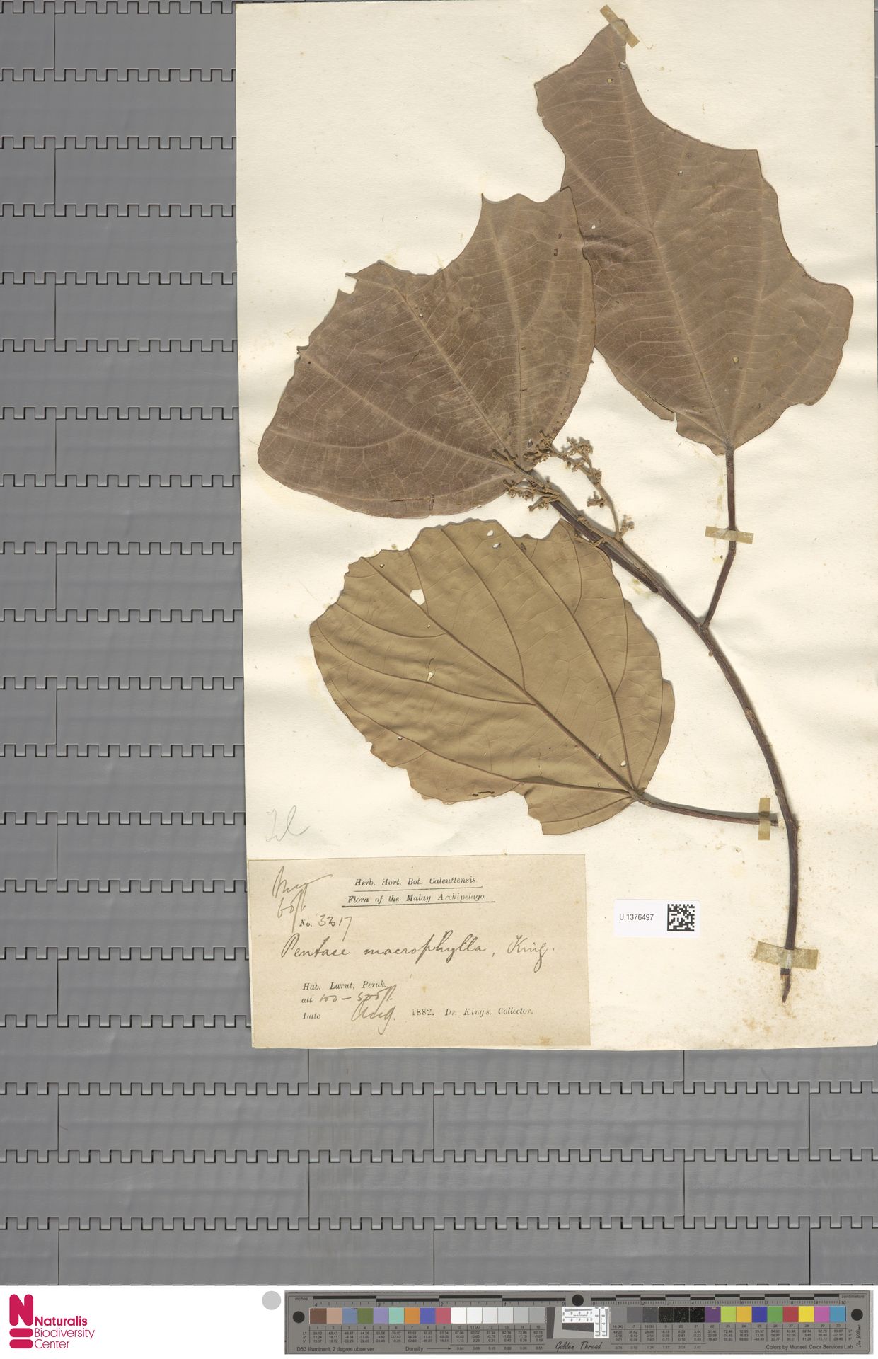 Pentace macrophylla