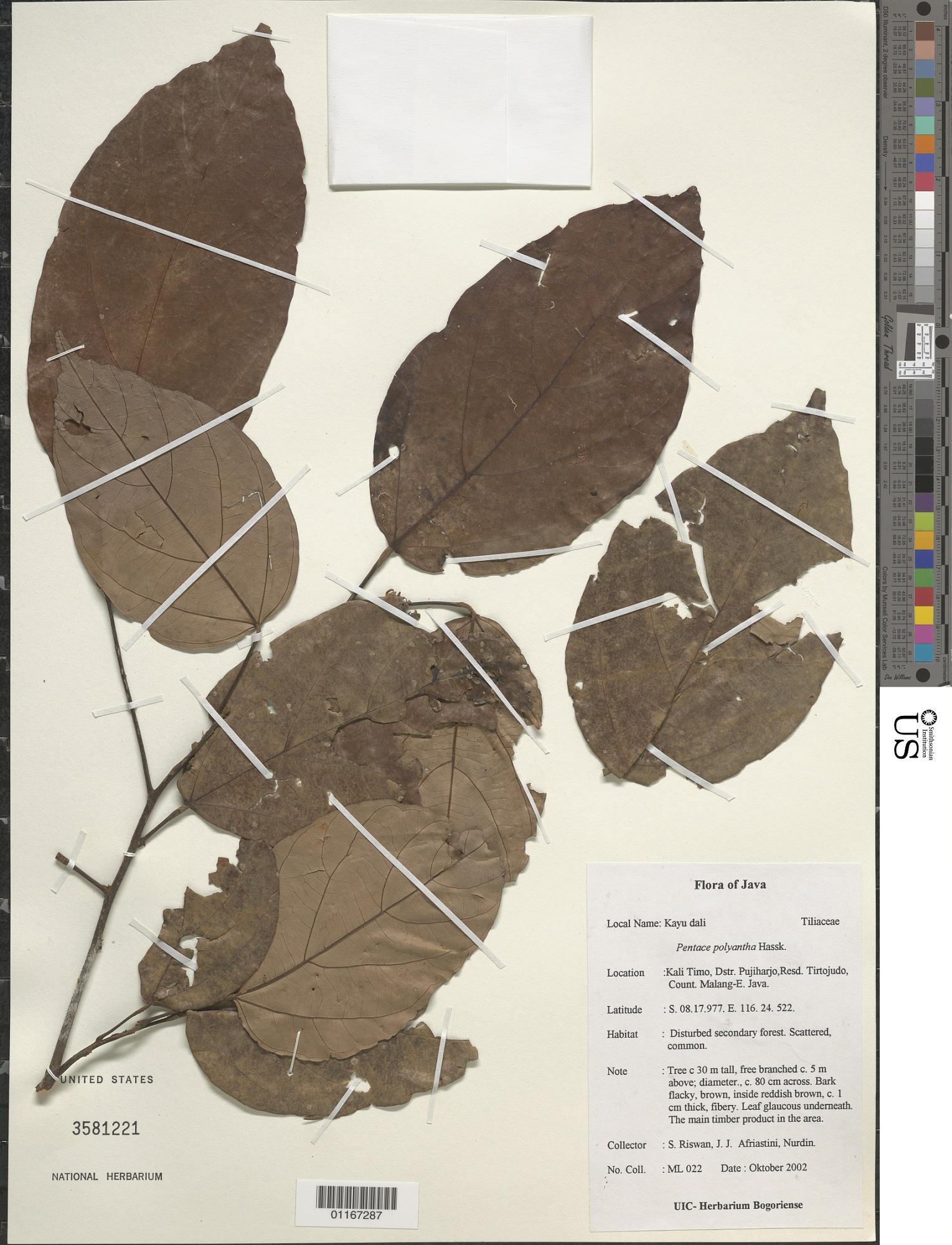 Pentace polyantha