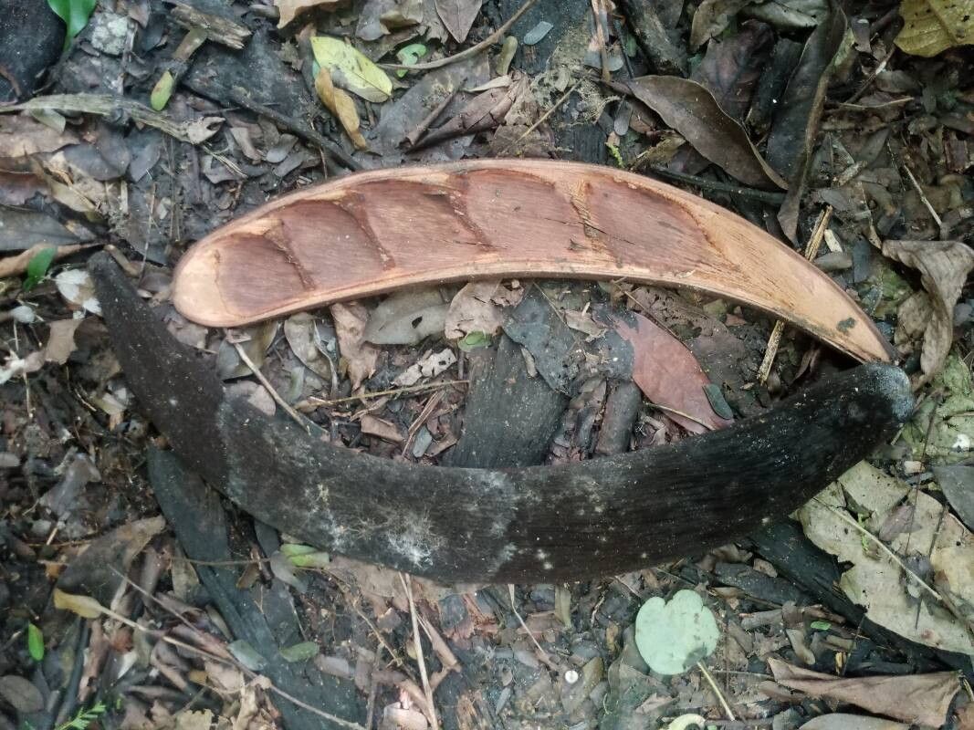 Pentaclethra macrophylla