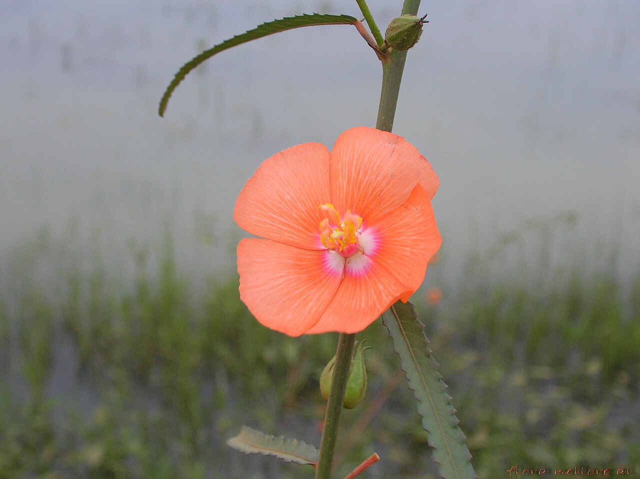Pentapetes phoenicea