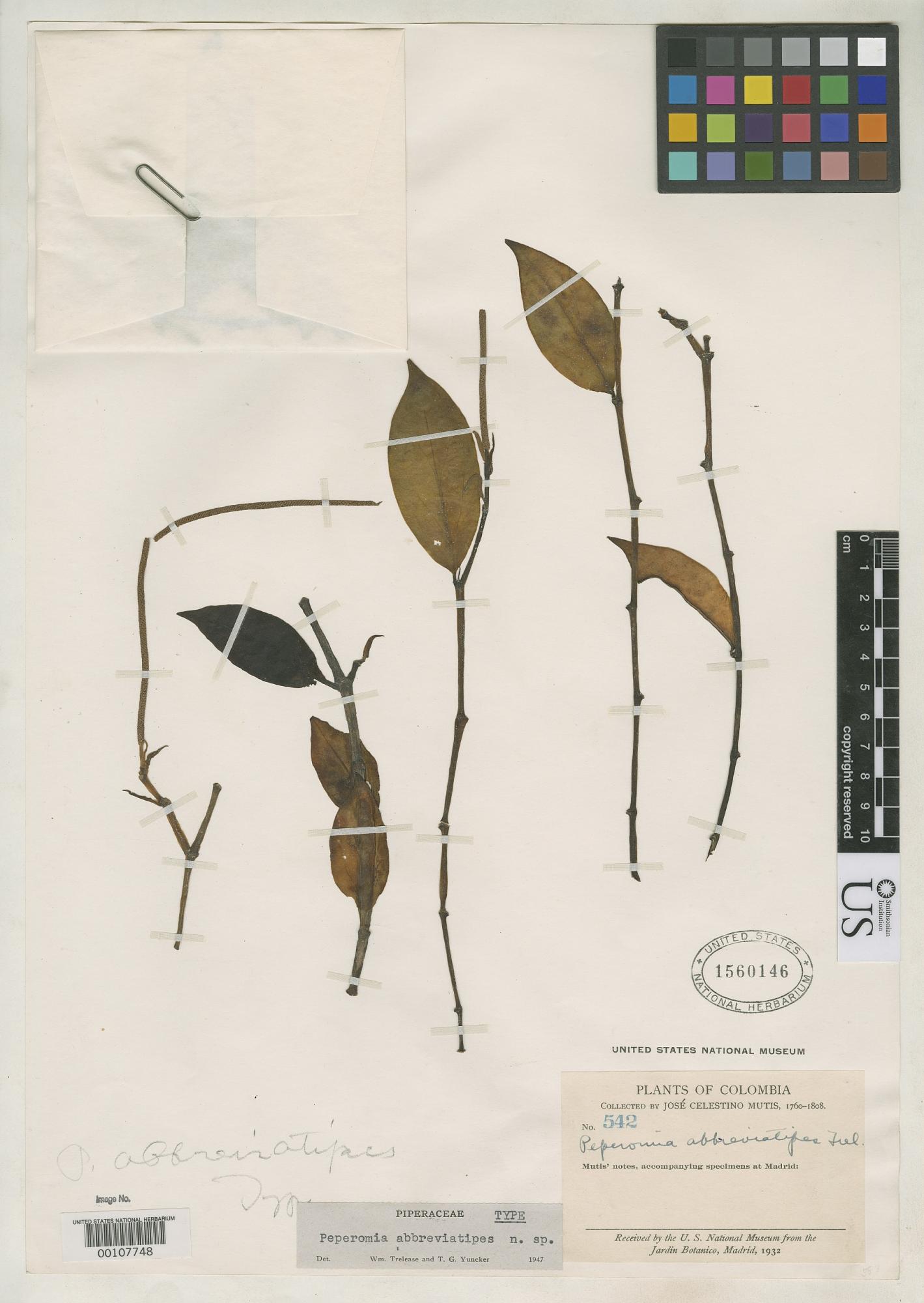 Peperomia abbreviatipes