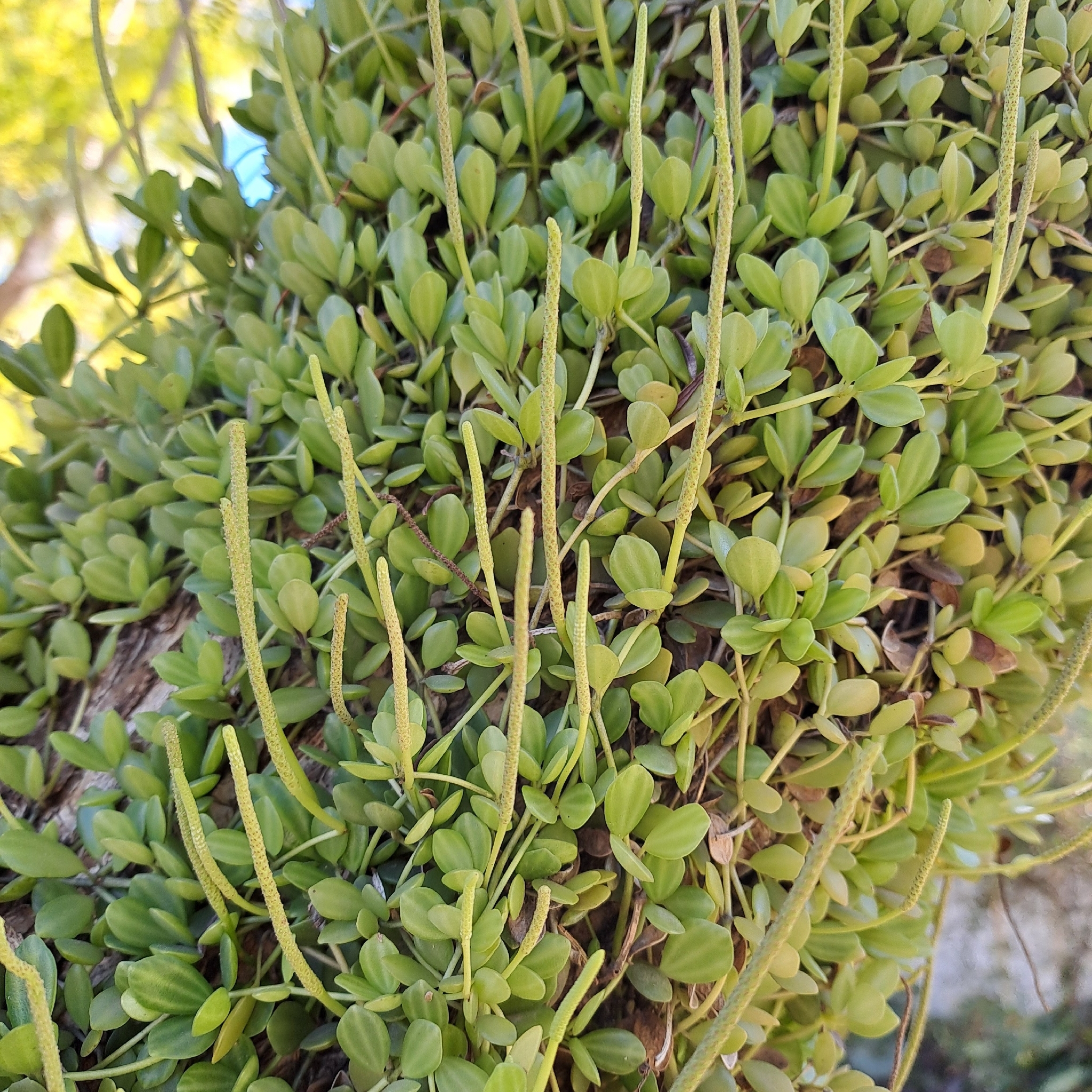 Peperomia aceroana