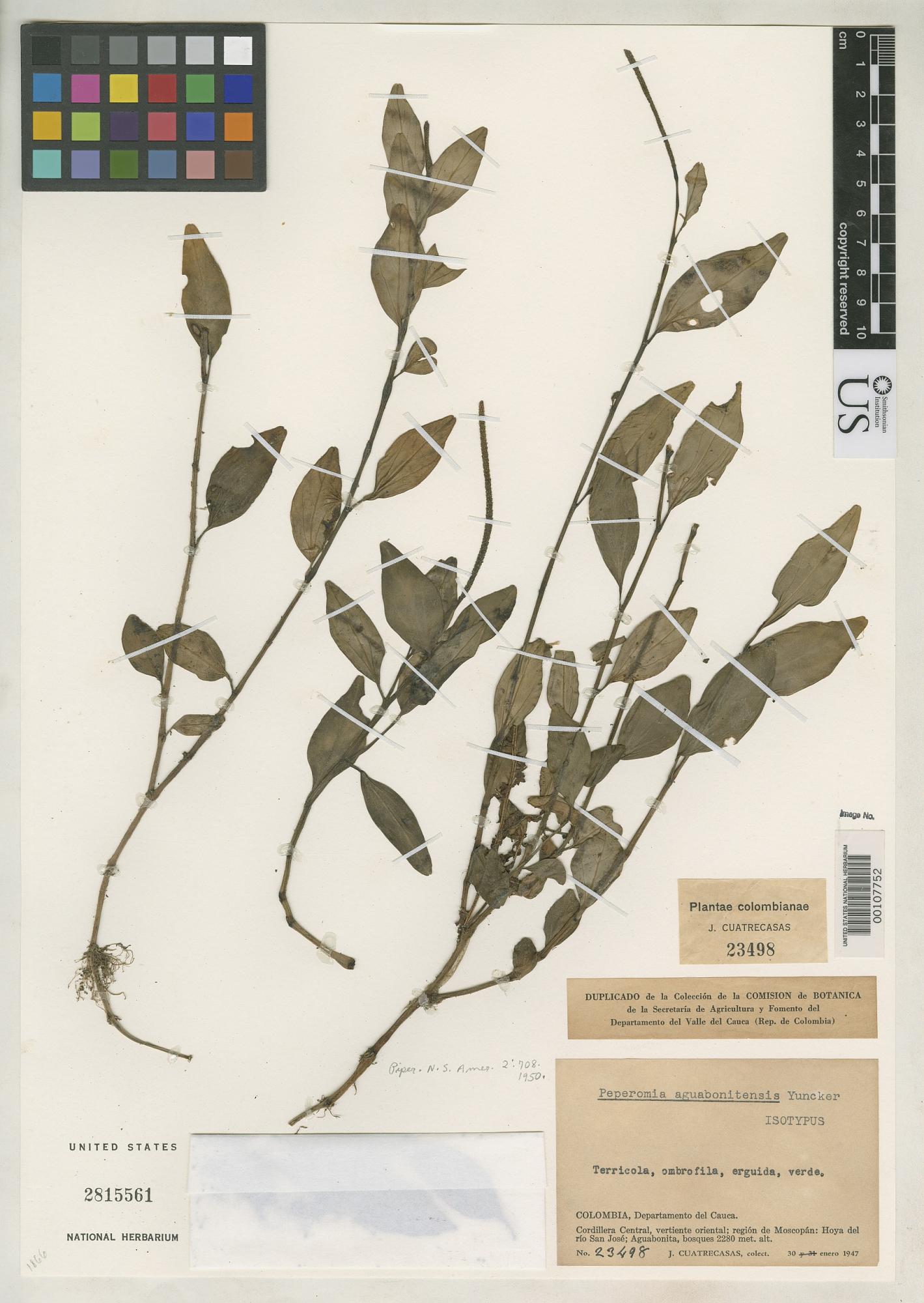 Peperomia aguabonitensis